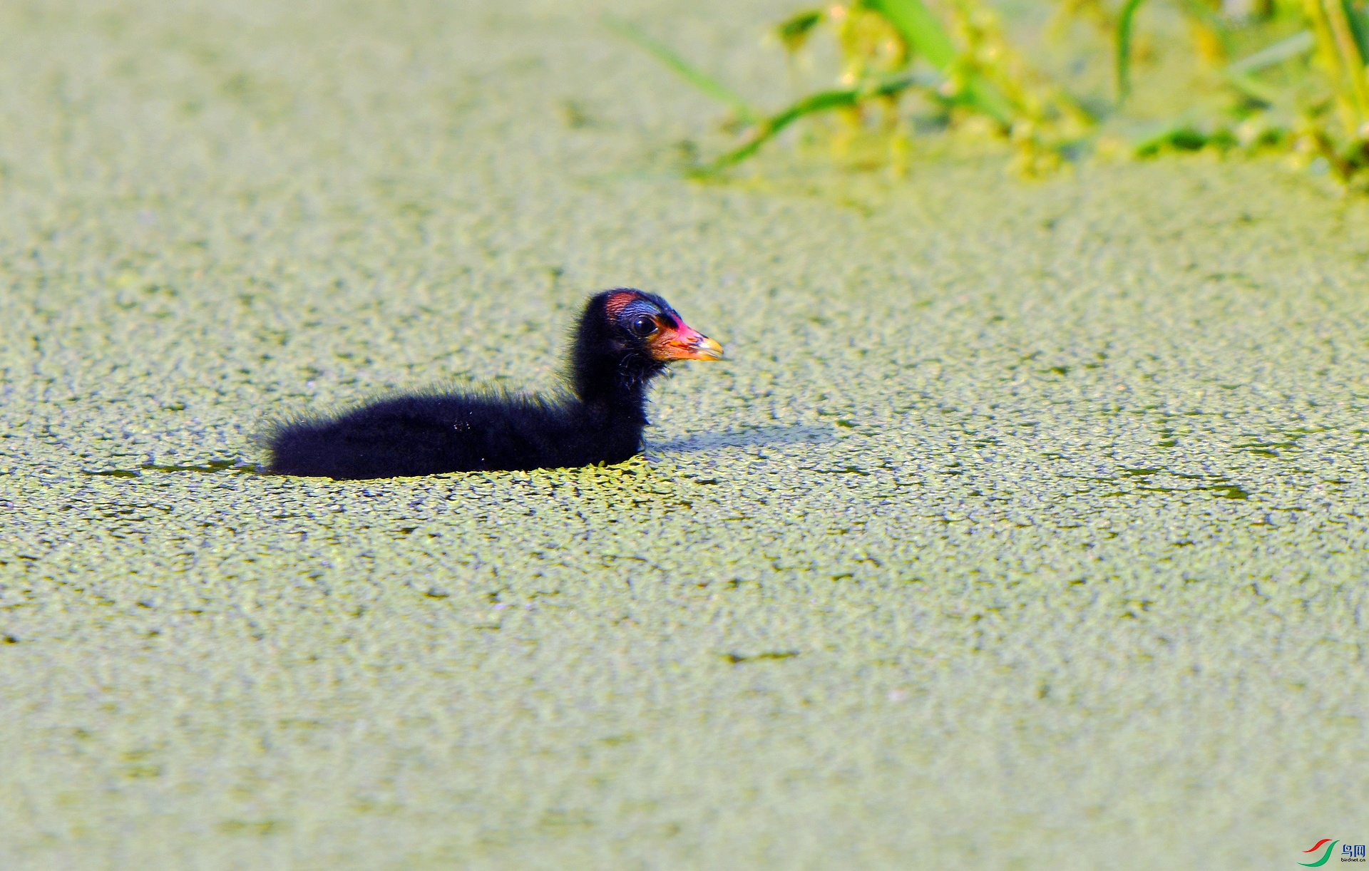 DSC_4436.jpg