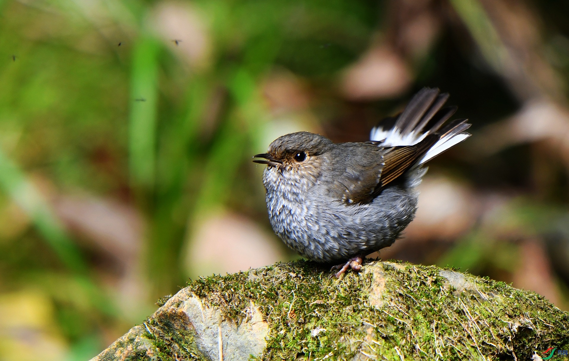 DSC_9010.jpg