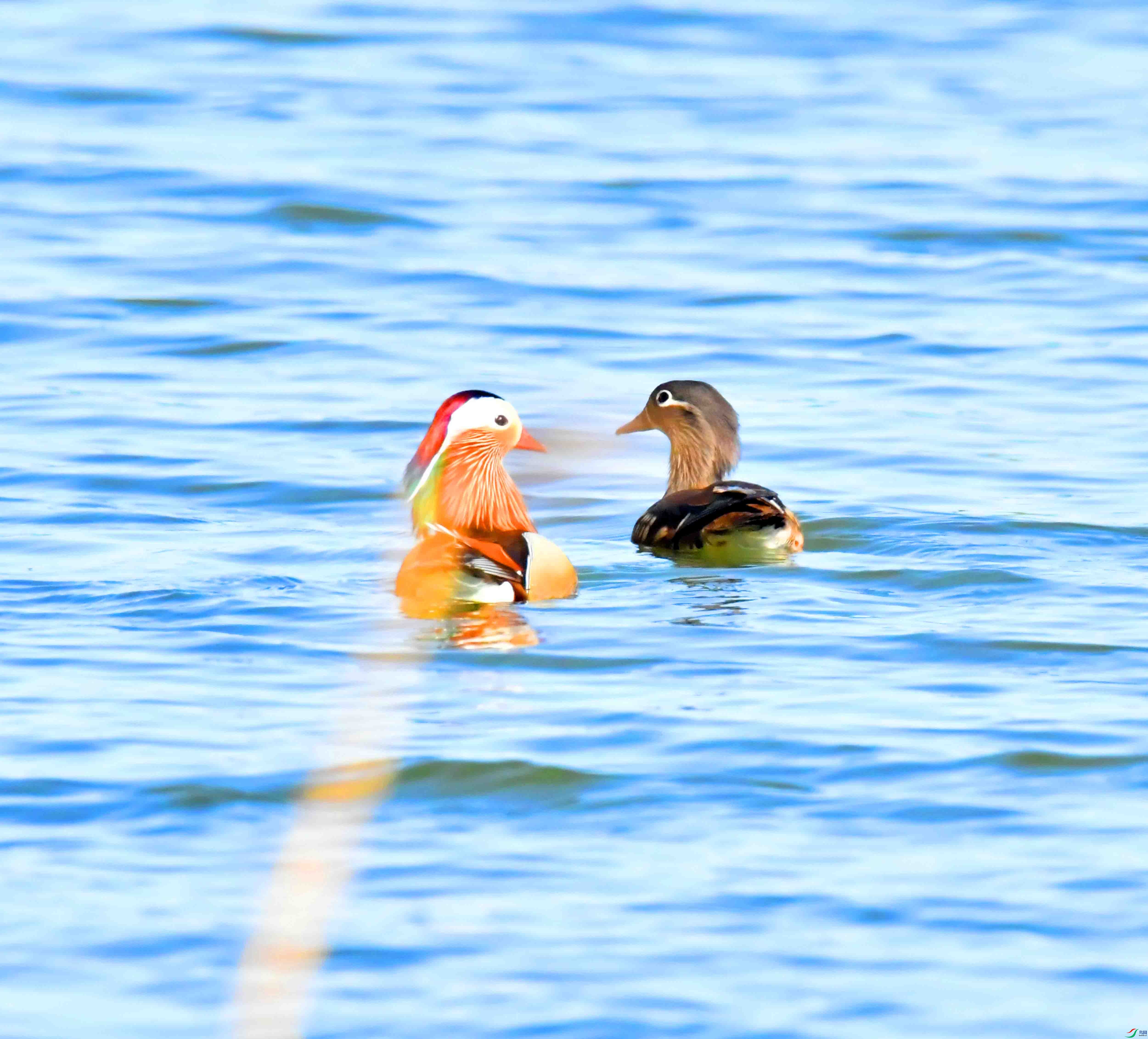 DSC_2281.JPG