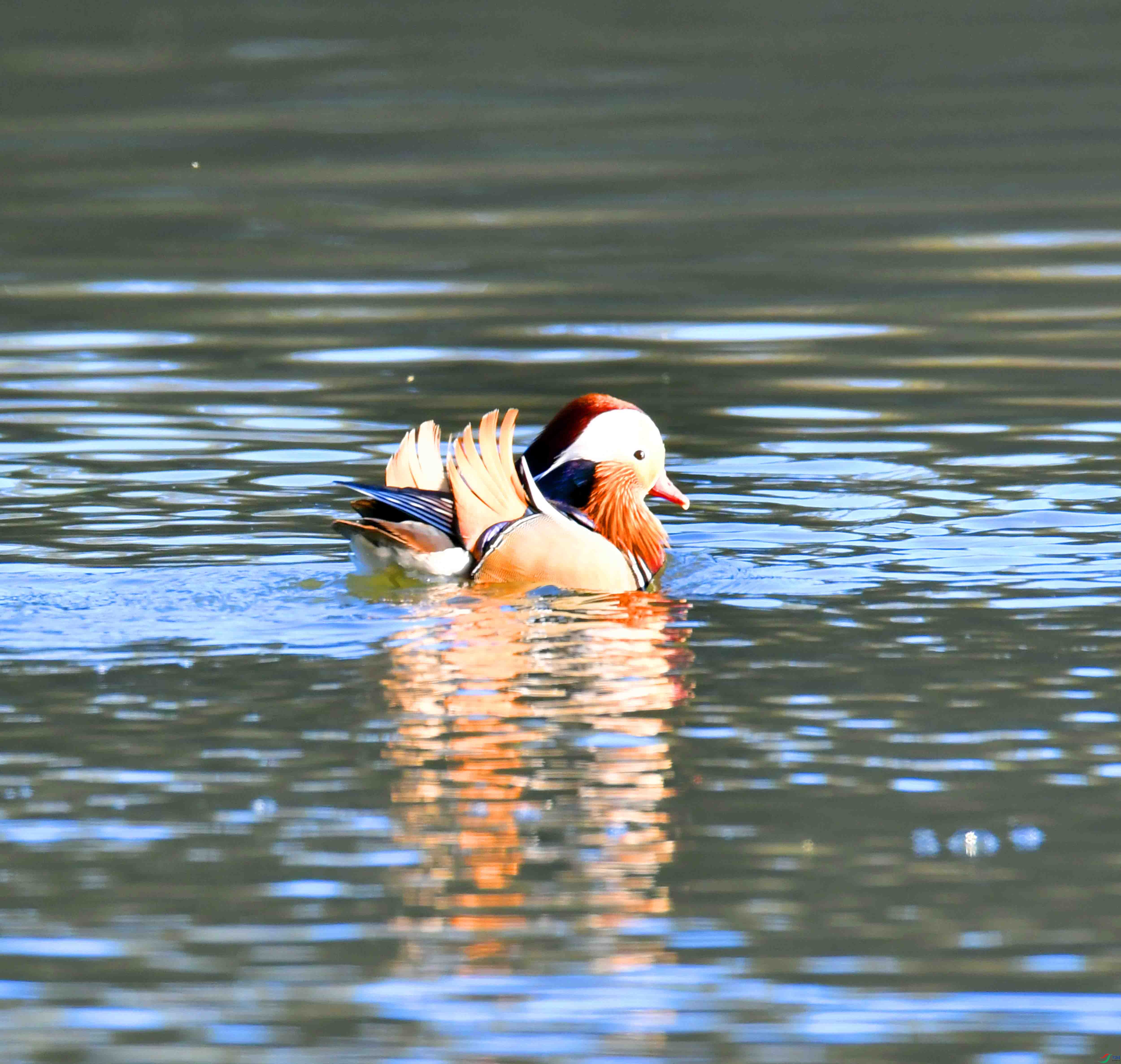 DSC_2545.JPG