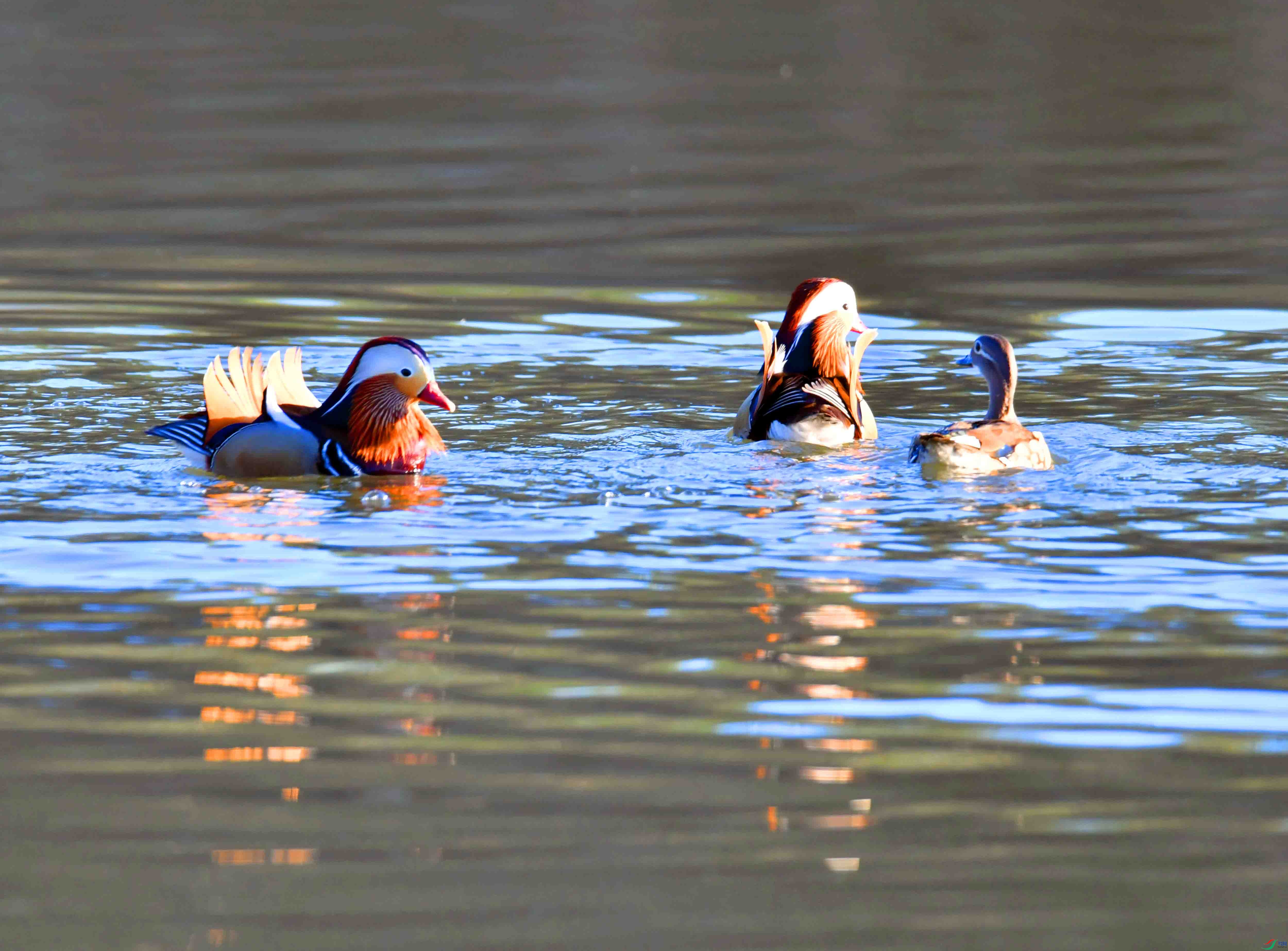 DSC_2542.JPG