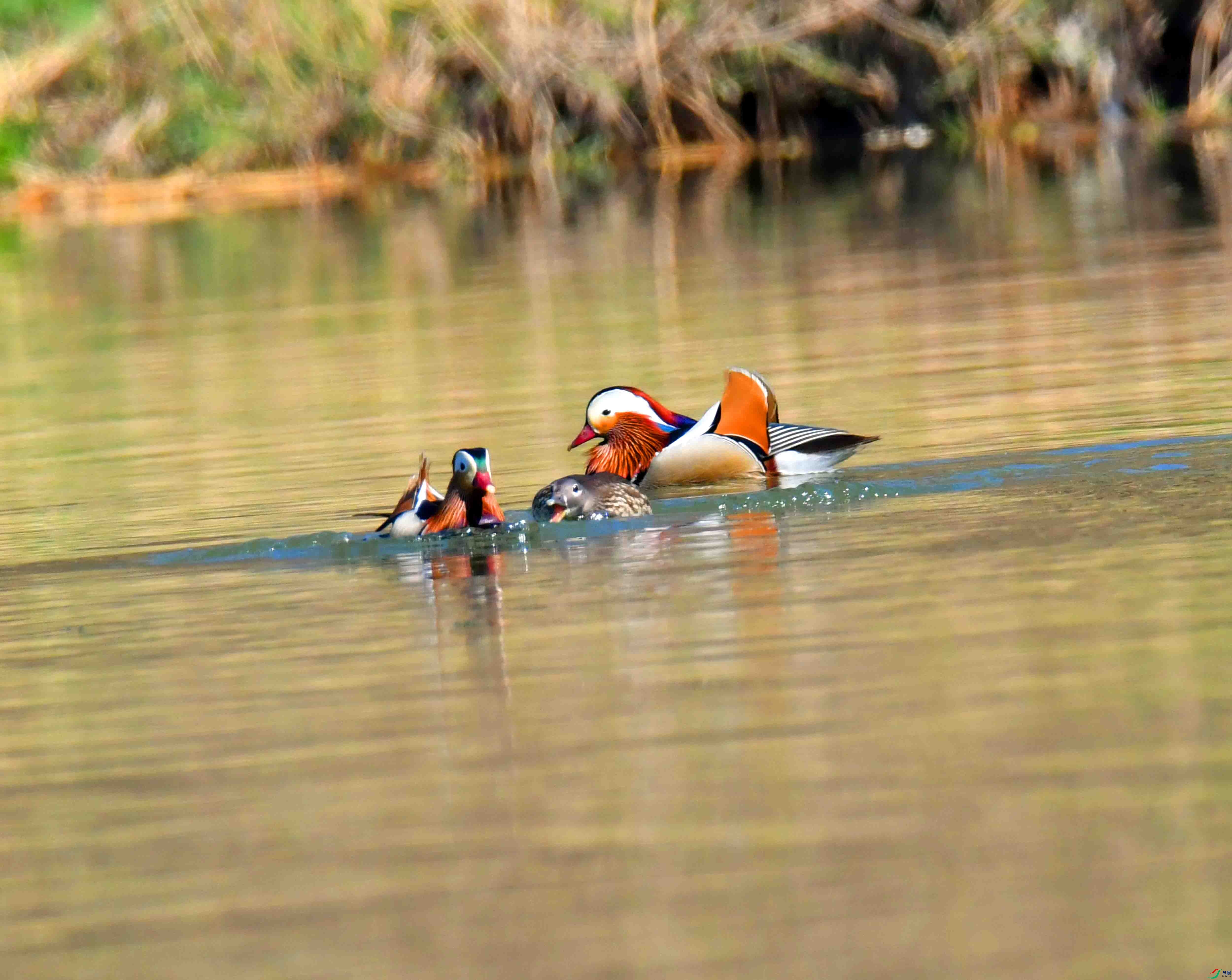 DSC_4029.JPG