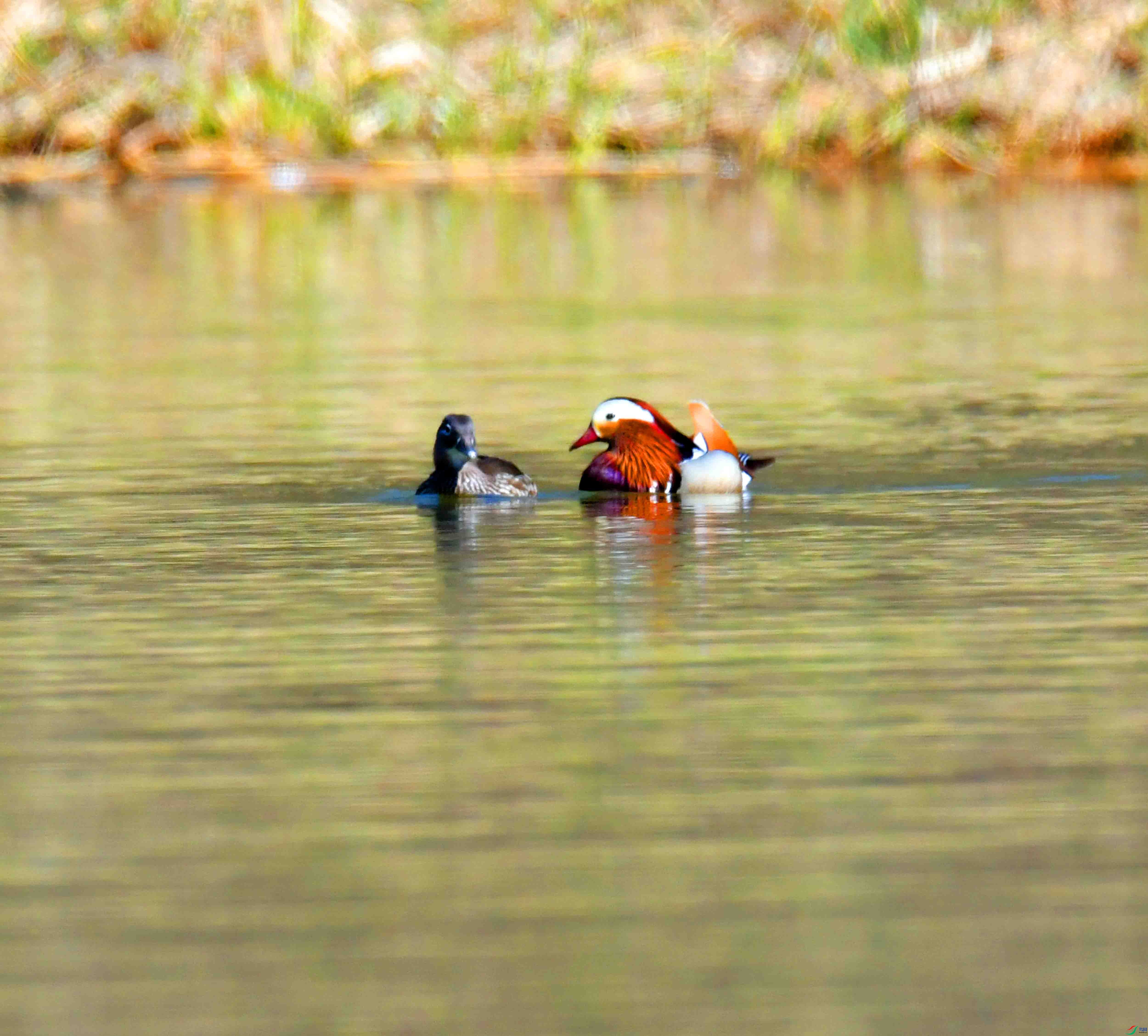 DSC_4035.JPG