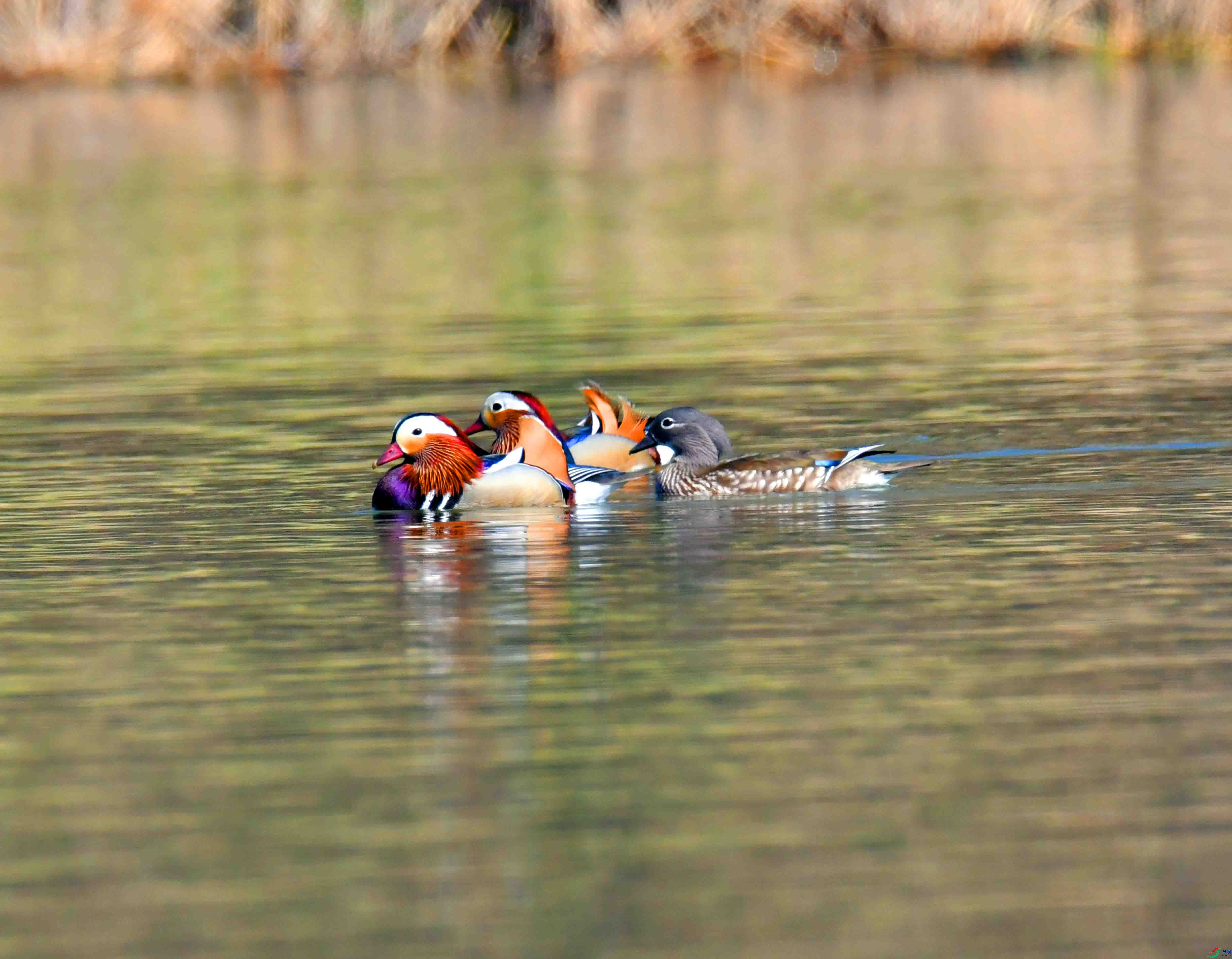 DSC_4047.JPG