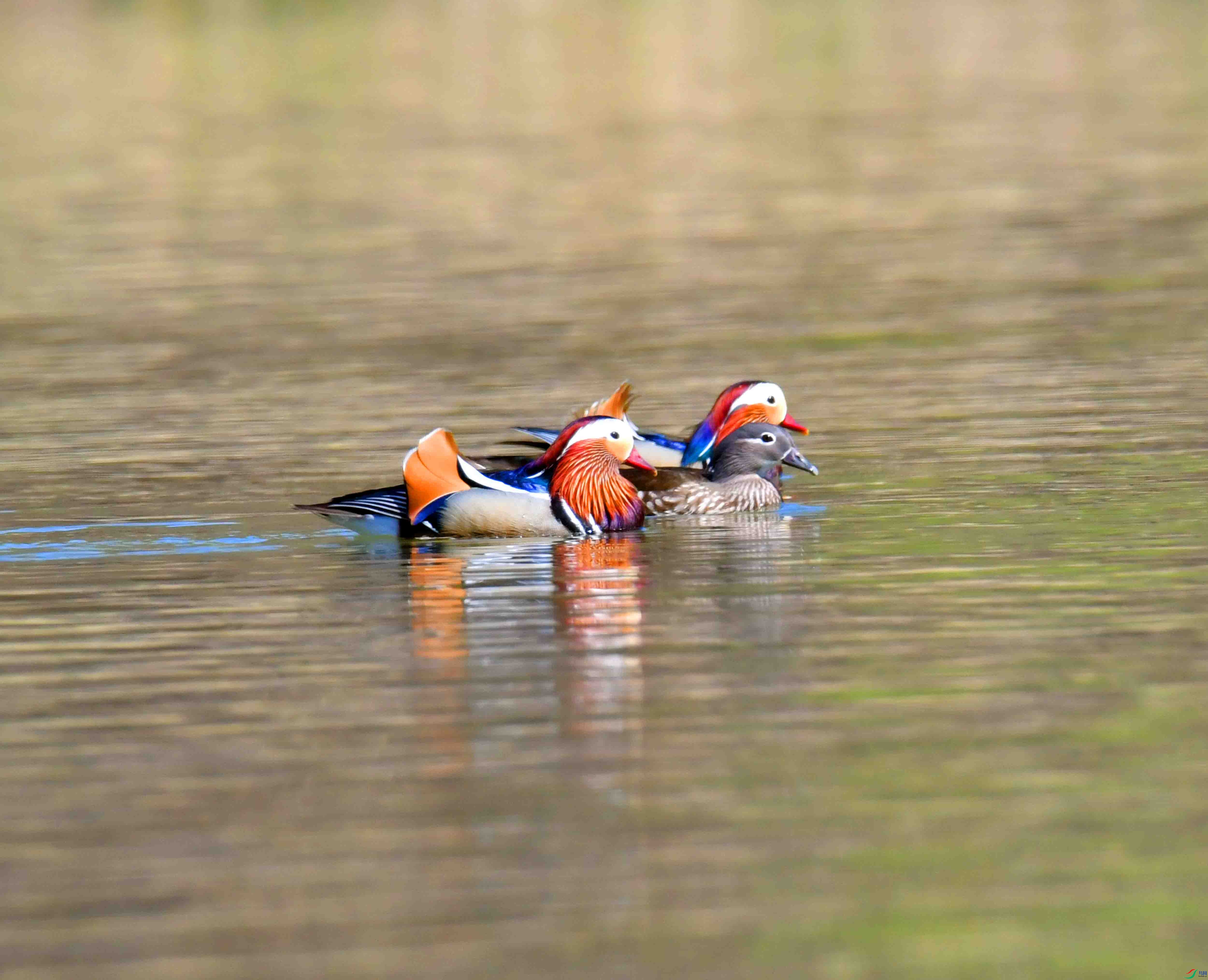 DSC_4056.JPG
