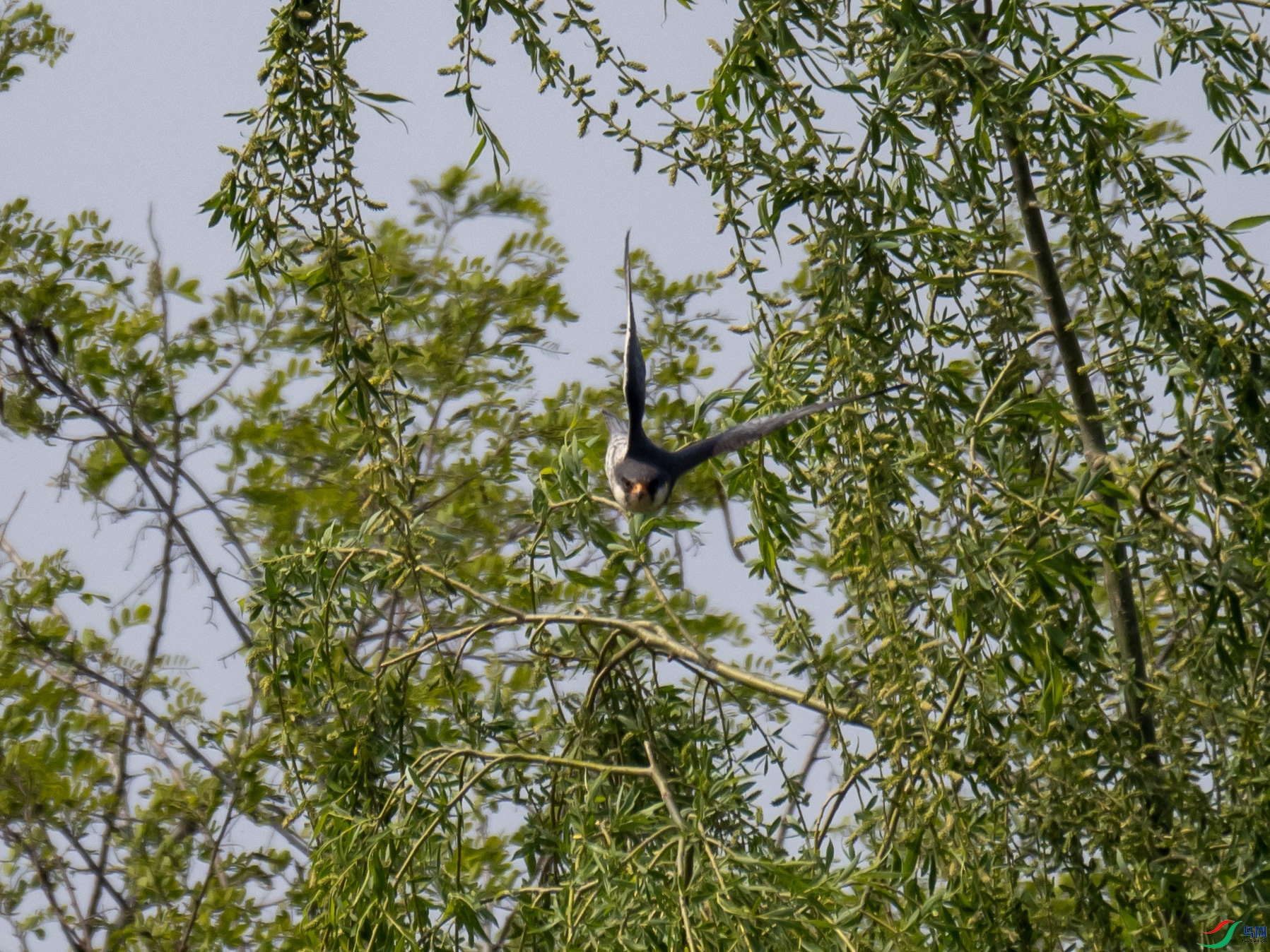 P4258639.jpg