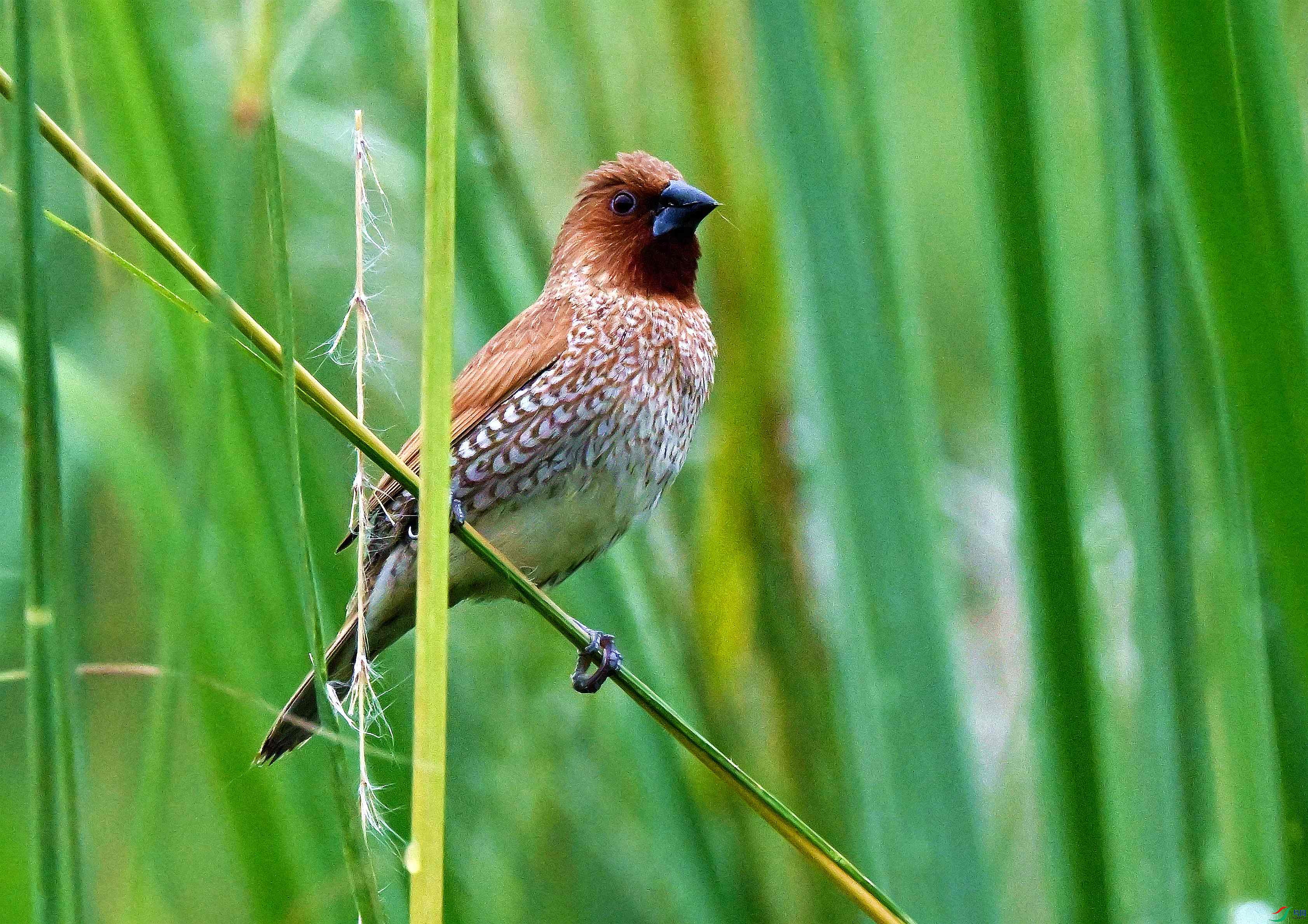 DSC_9798.JPG