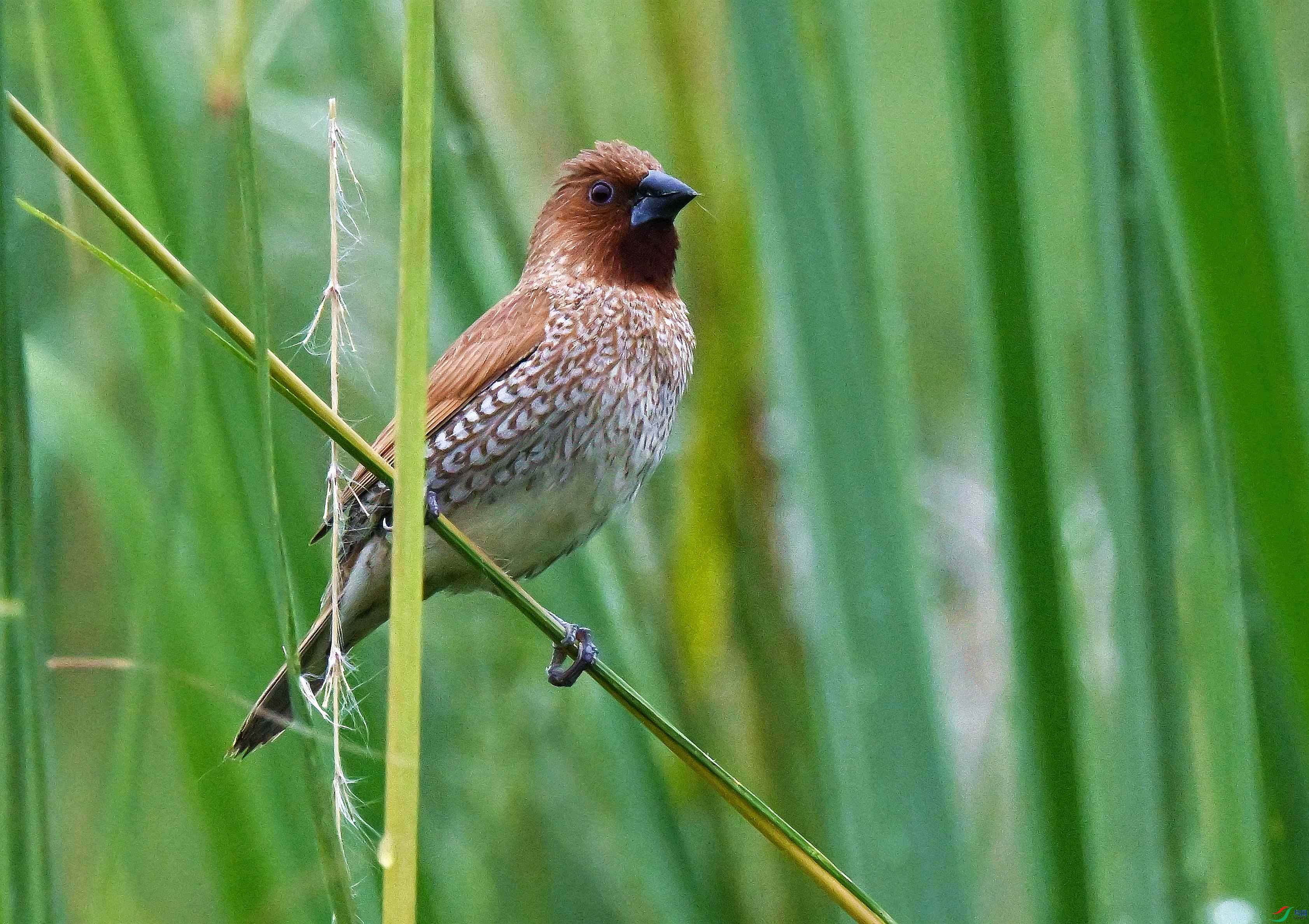 DSC_9804.JPG