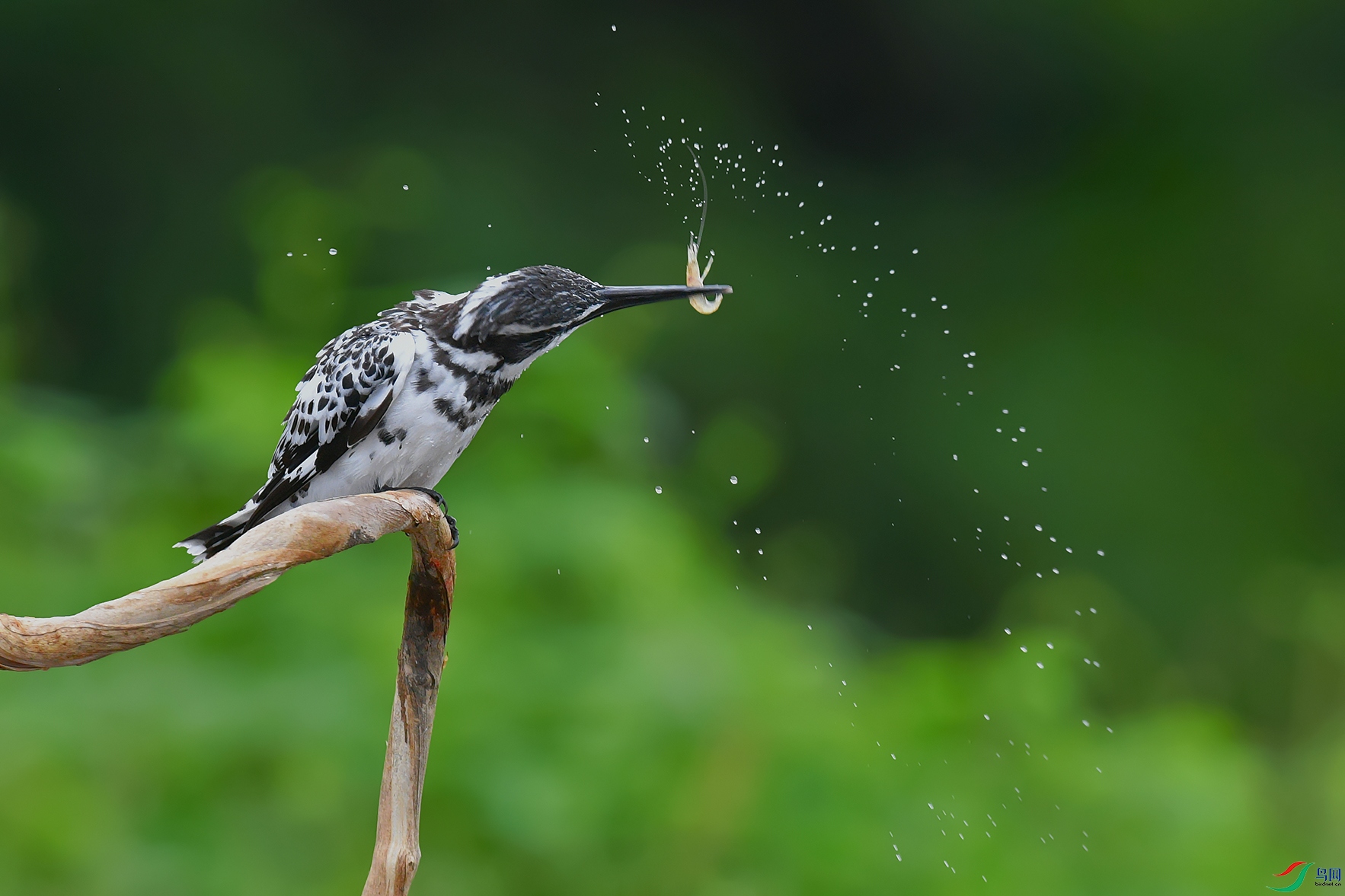 DSC_3862_DxOa.jpg