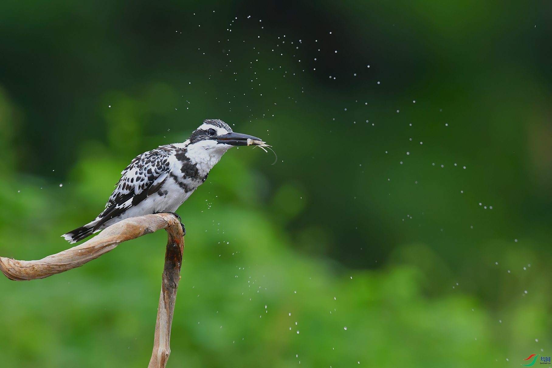 DSC_3863_DxOa.jpg