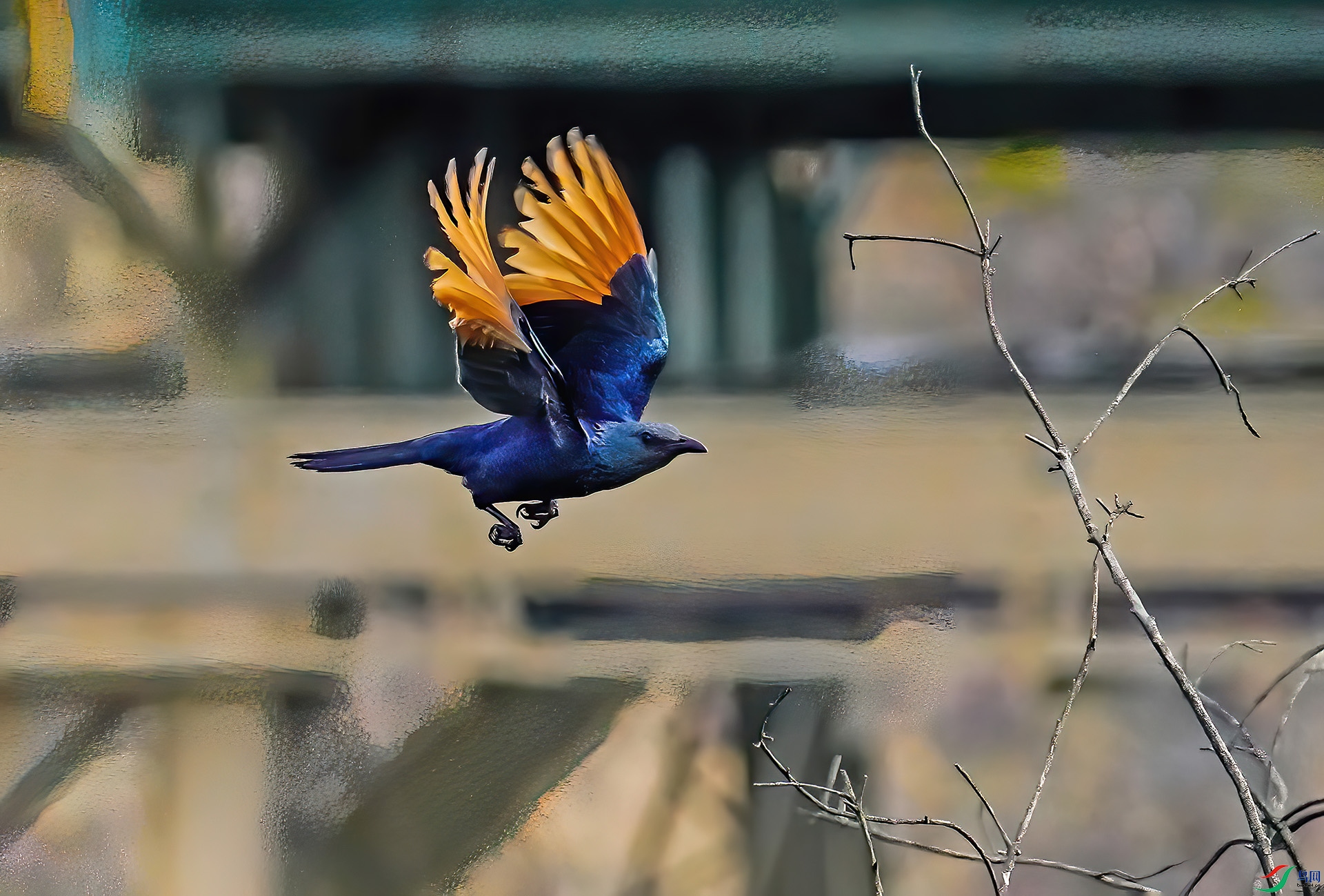 DSC00683-7x.jpg