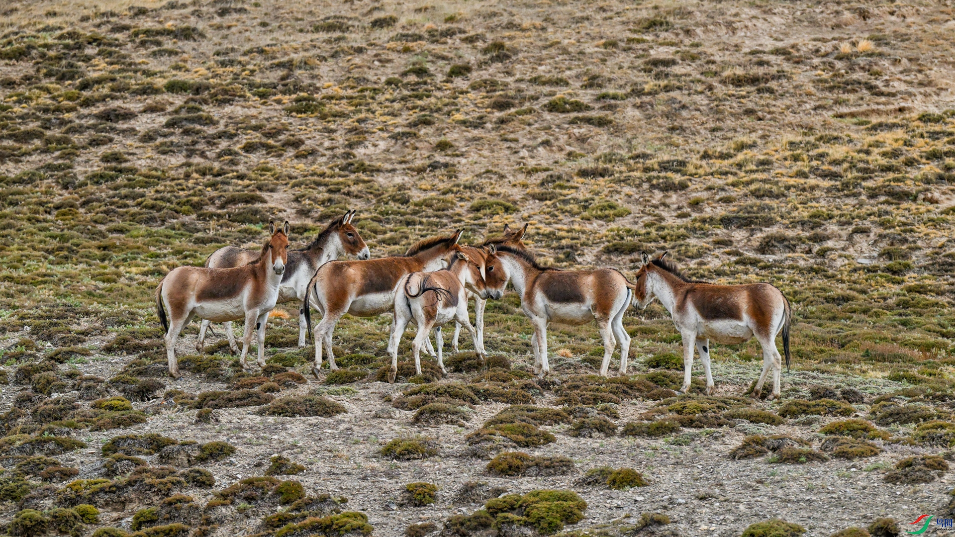 DSC_6082_����.jpg