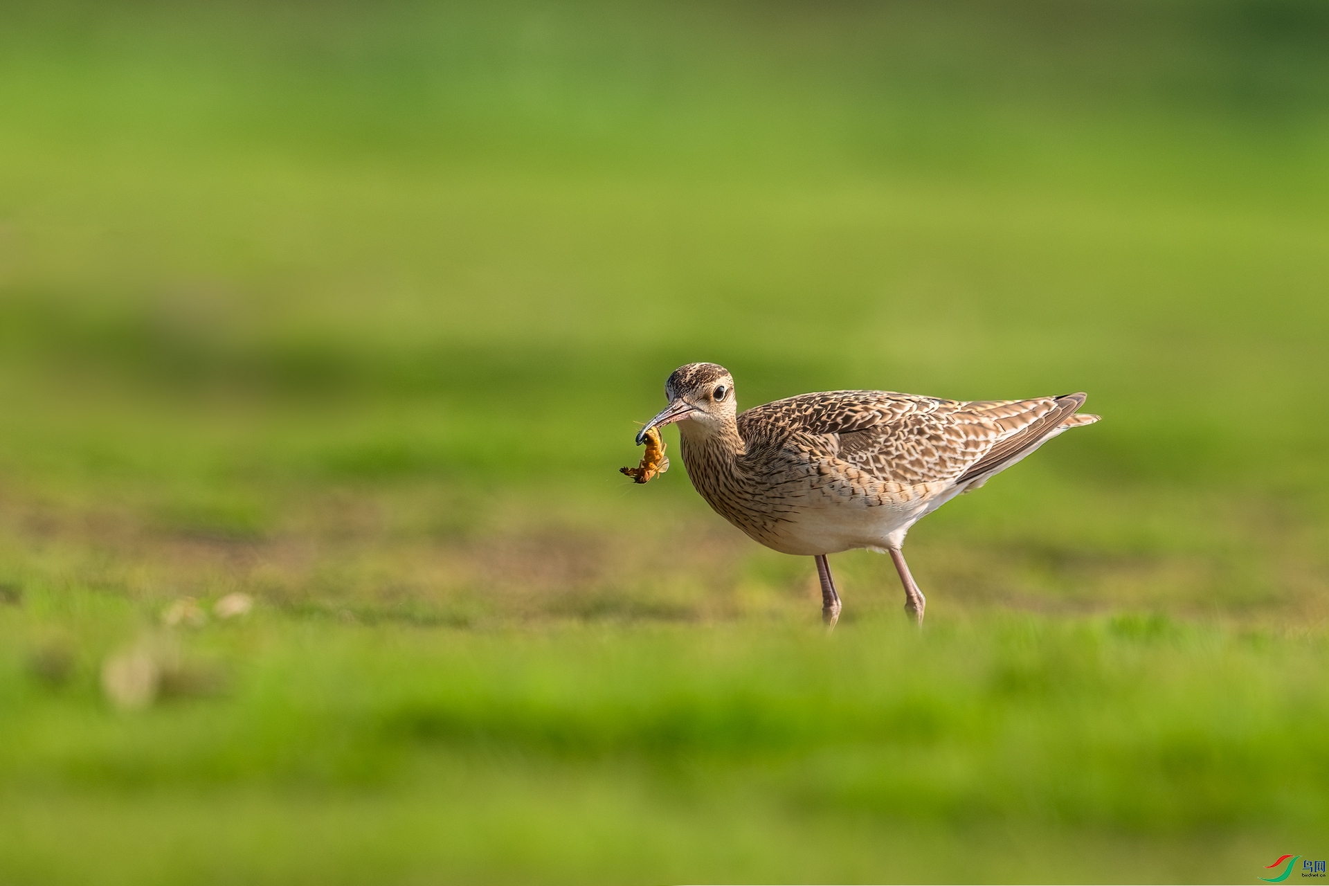 DSC_7525-����ǿ-NR ����01.jpg