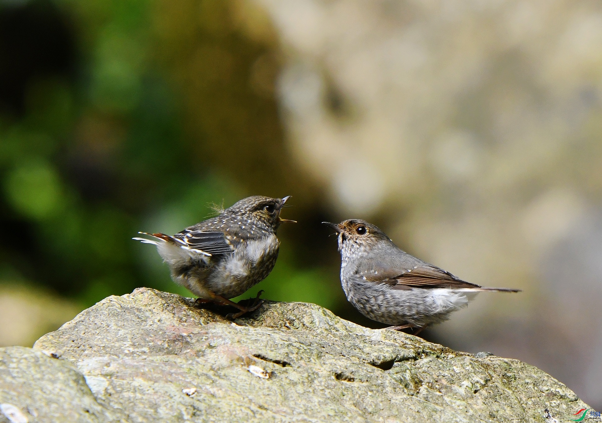 DSC_7726.jpg