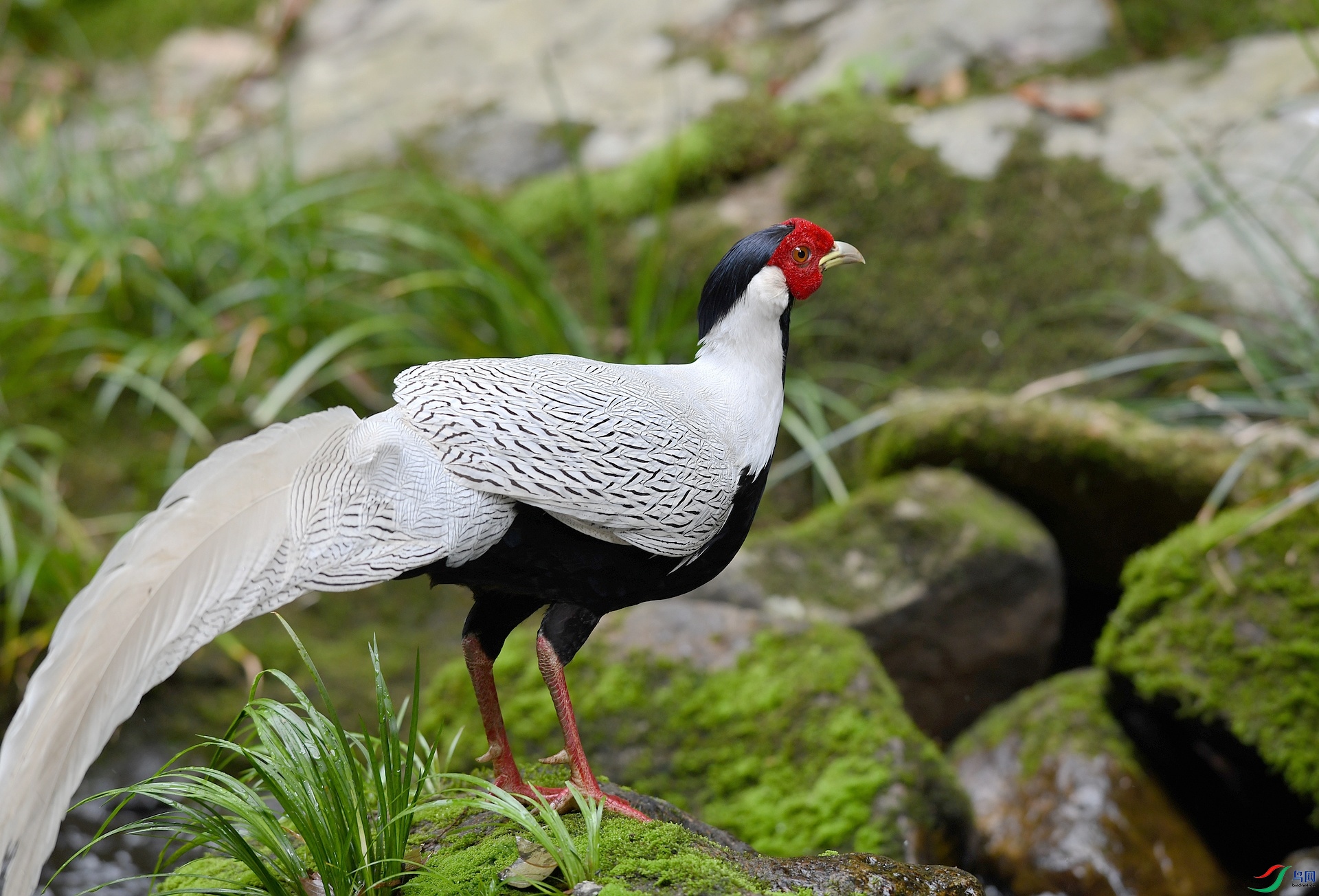 DSC_6433.jpg