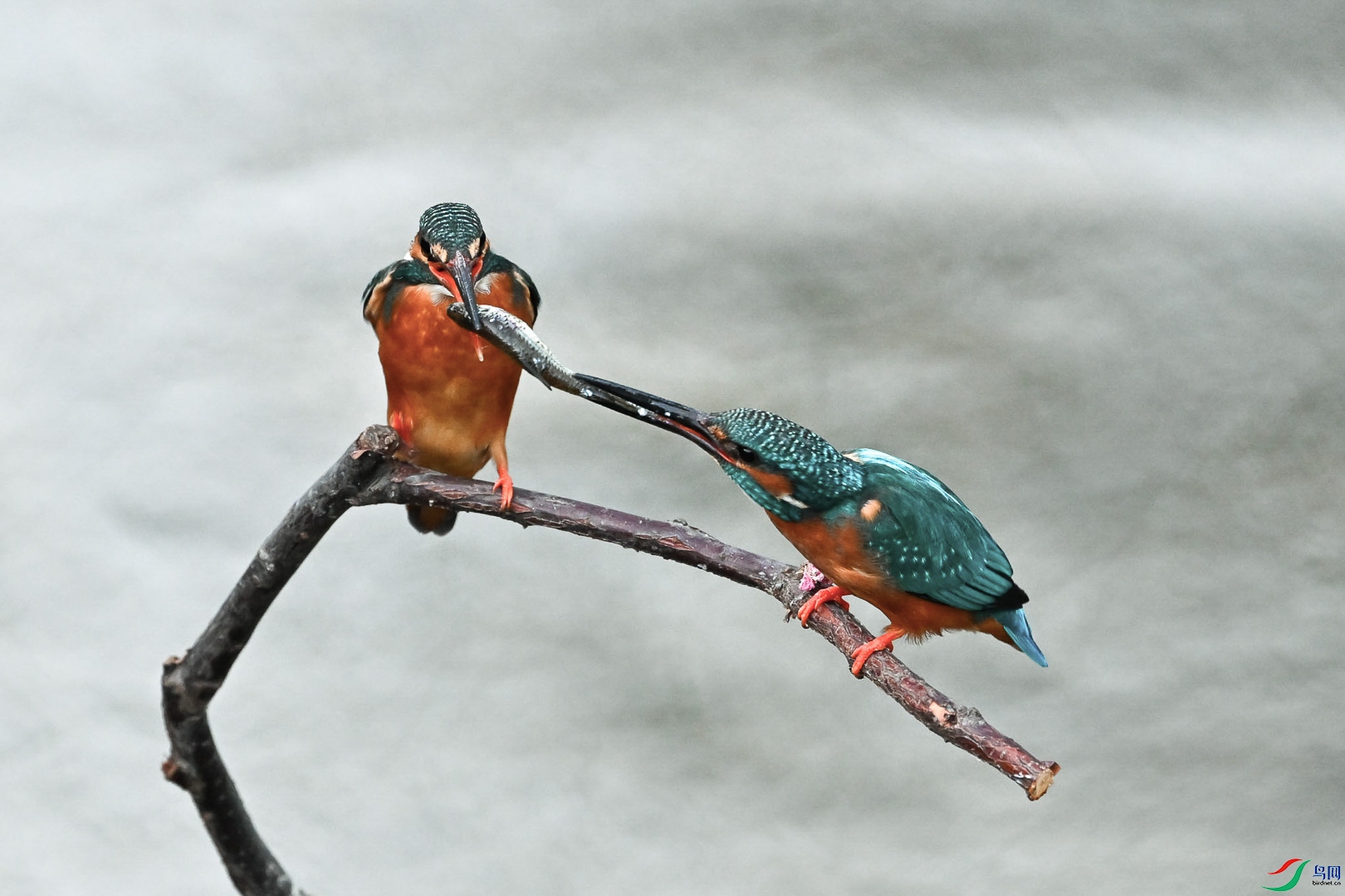 DSC_9392_1.jpg