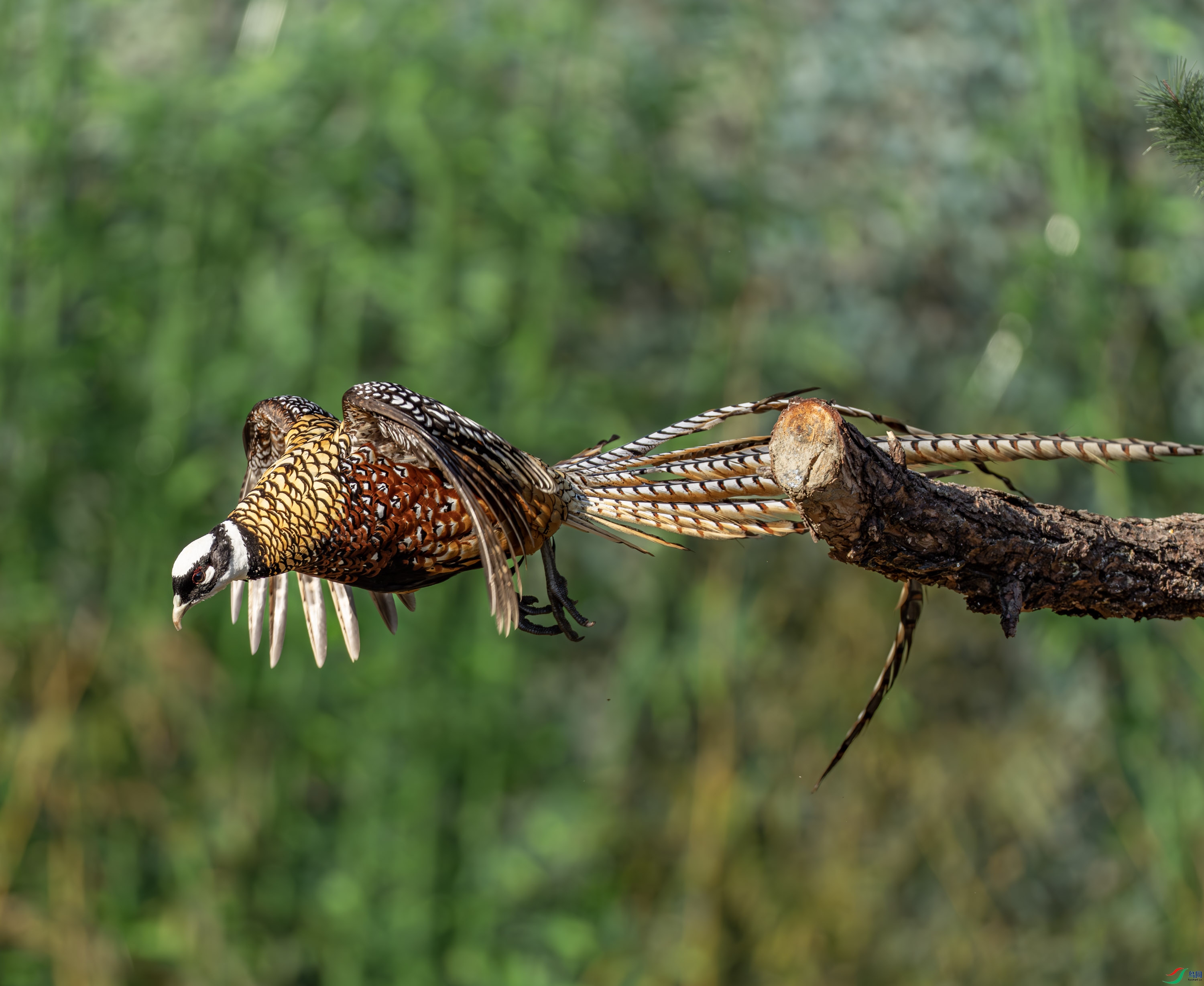 �׹ڳ�β��-02-3.jpg