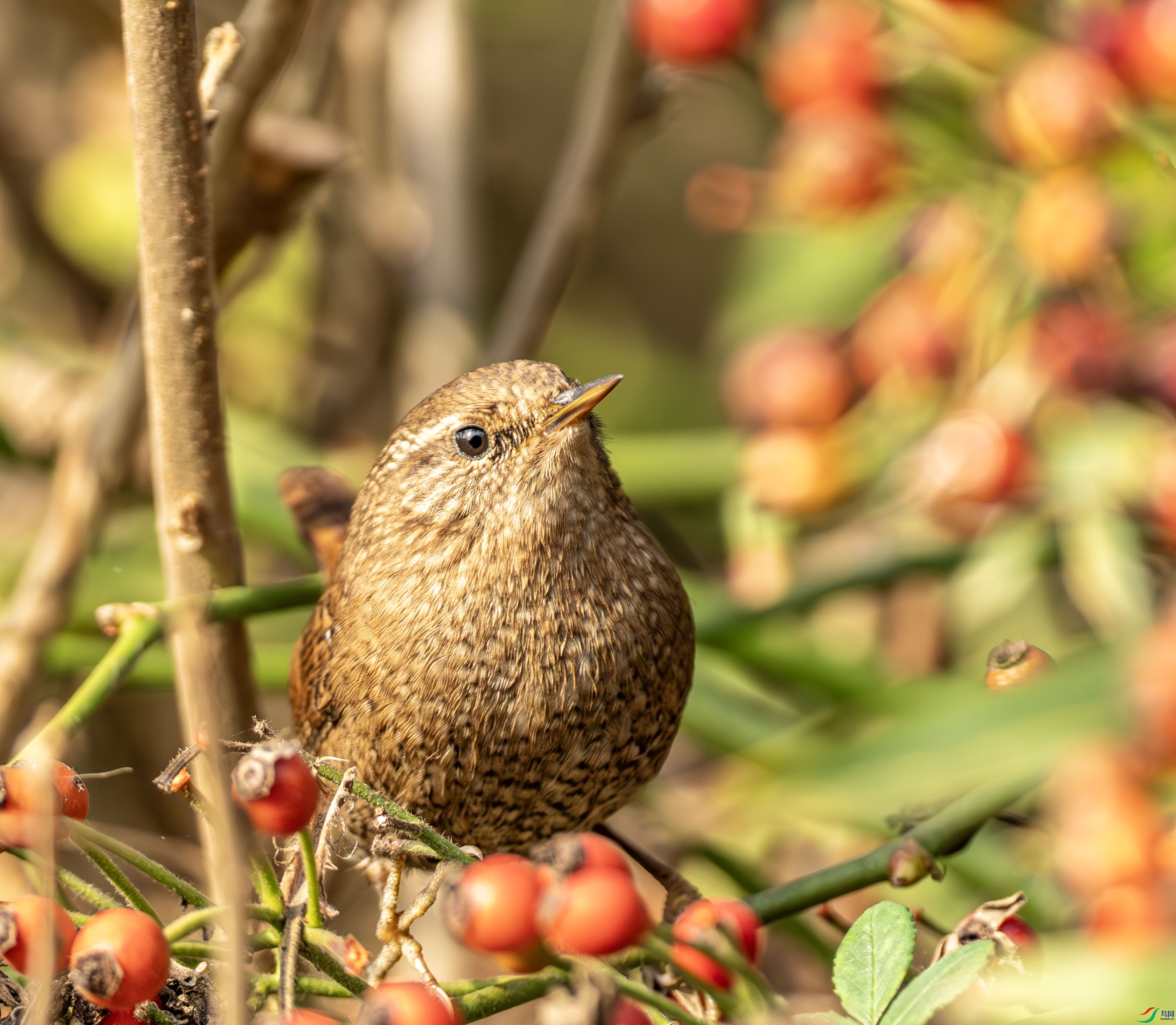 ����-01-9.jpg
