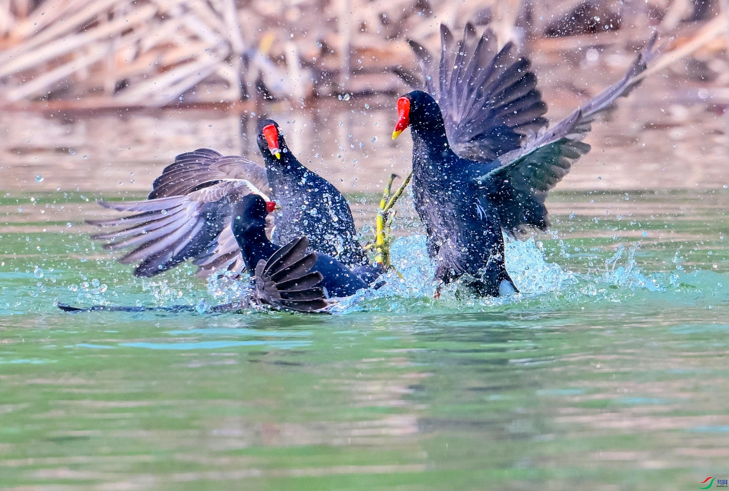DSC_8168---_conew1.jpg