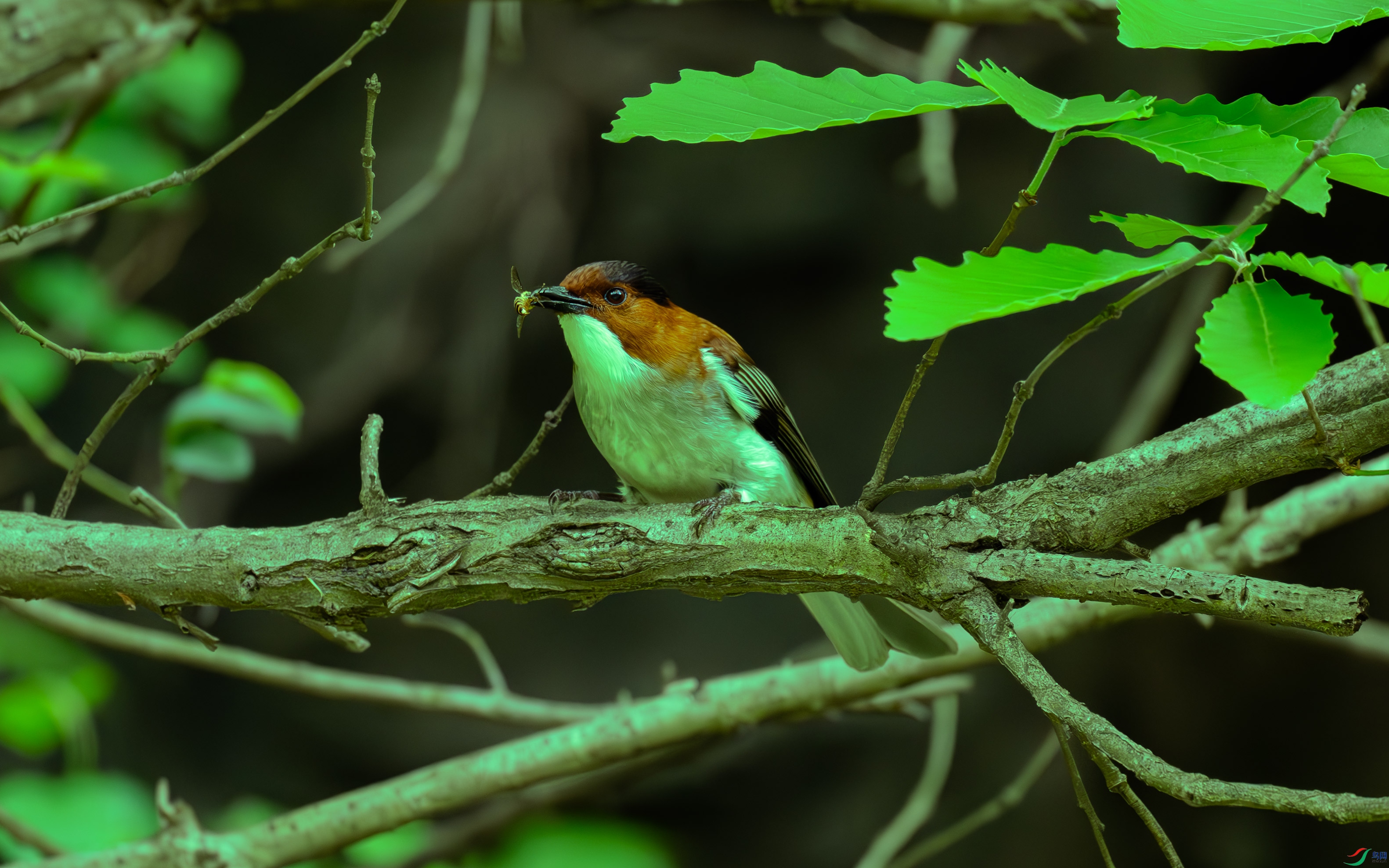 DSC_8004.jpg