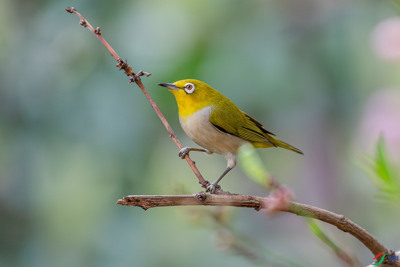 DSC_6262-AB.jpg