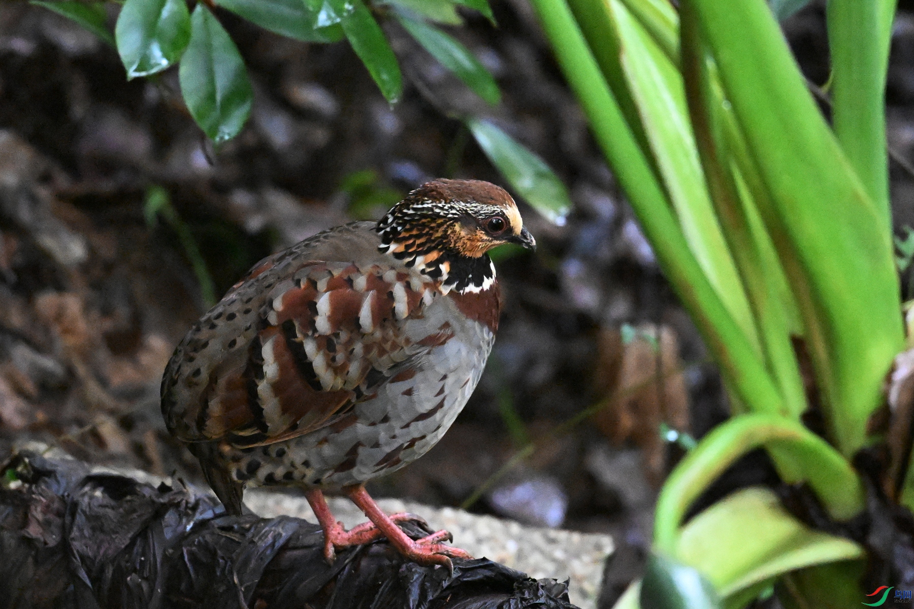 DSC_3583.JPG