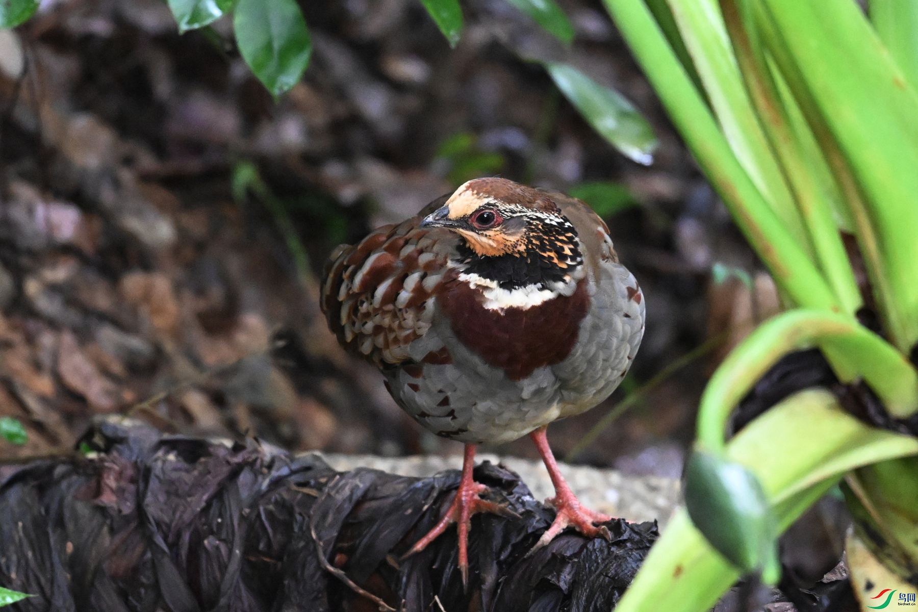 DSC_3699.JPG