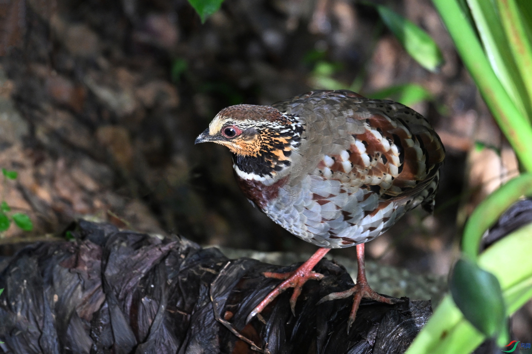 DSC_3789.JPG