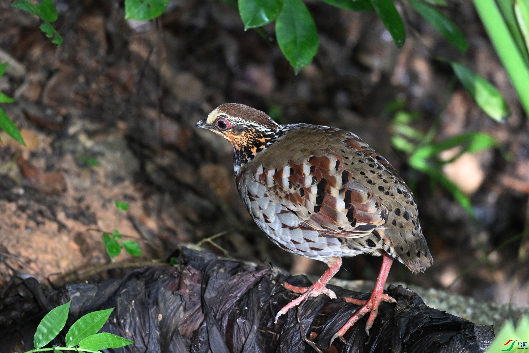 DSC_3802.JPG