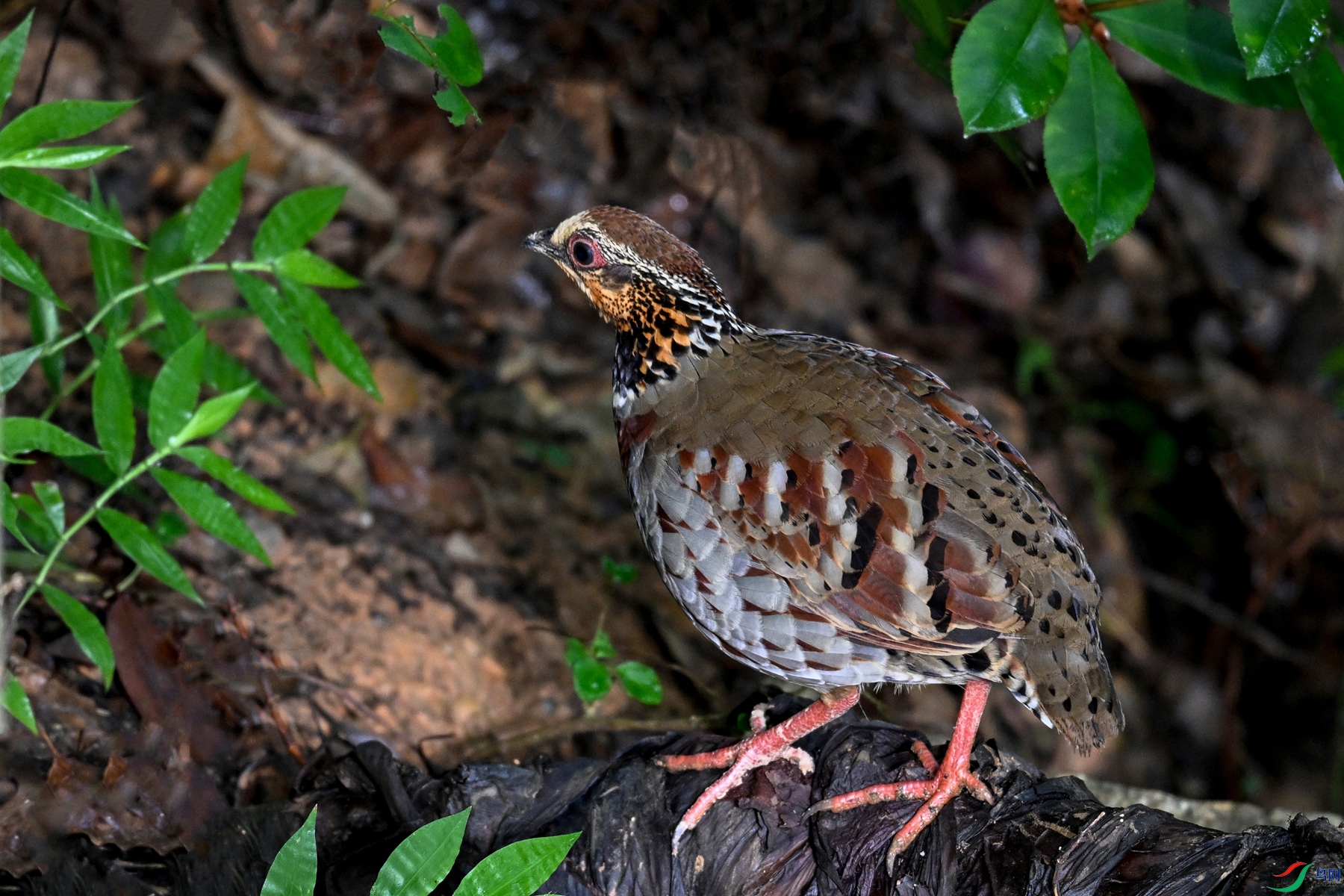 DSC_3811.JPG