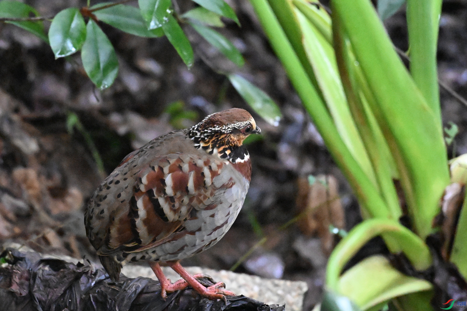 DSC_3540.JPG
