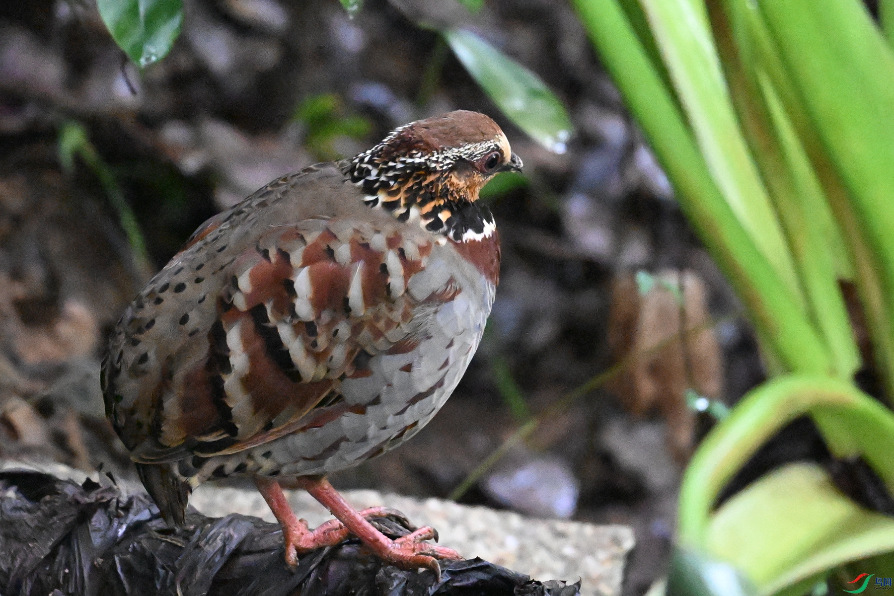 DSC_3542.JPG