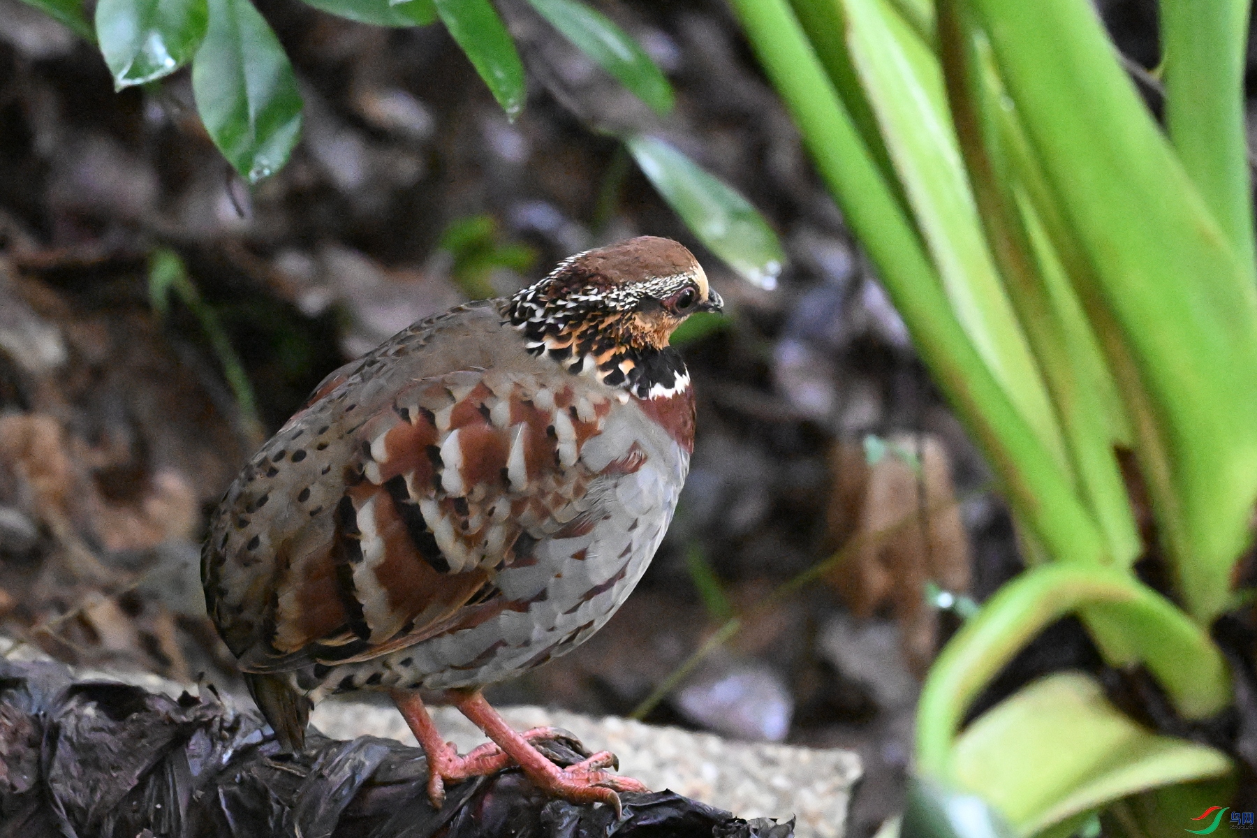 DSC_3543.JPG
