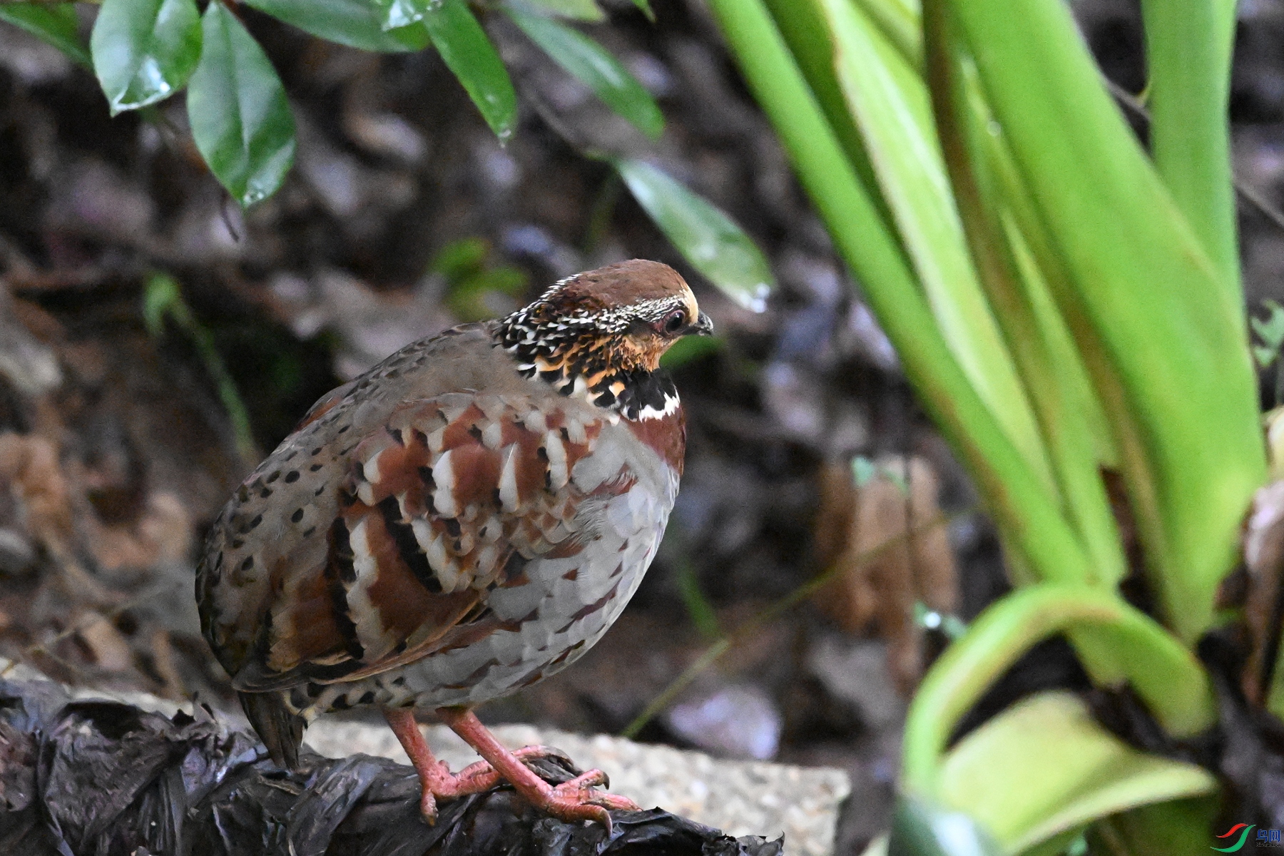 DSC_3544.JPG