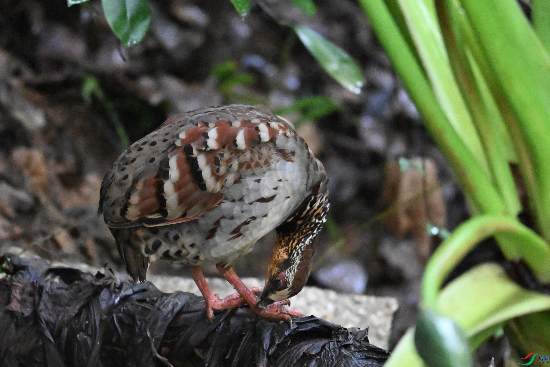 DSC_3545.JPG