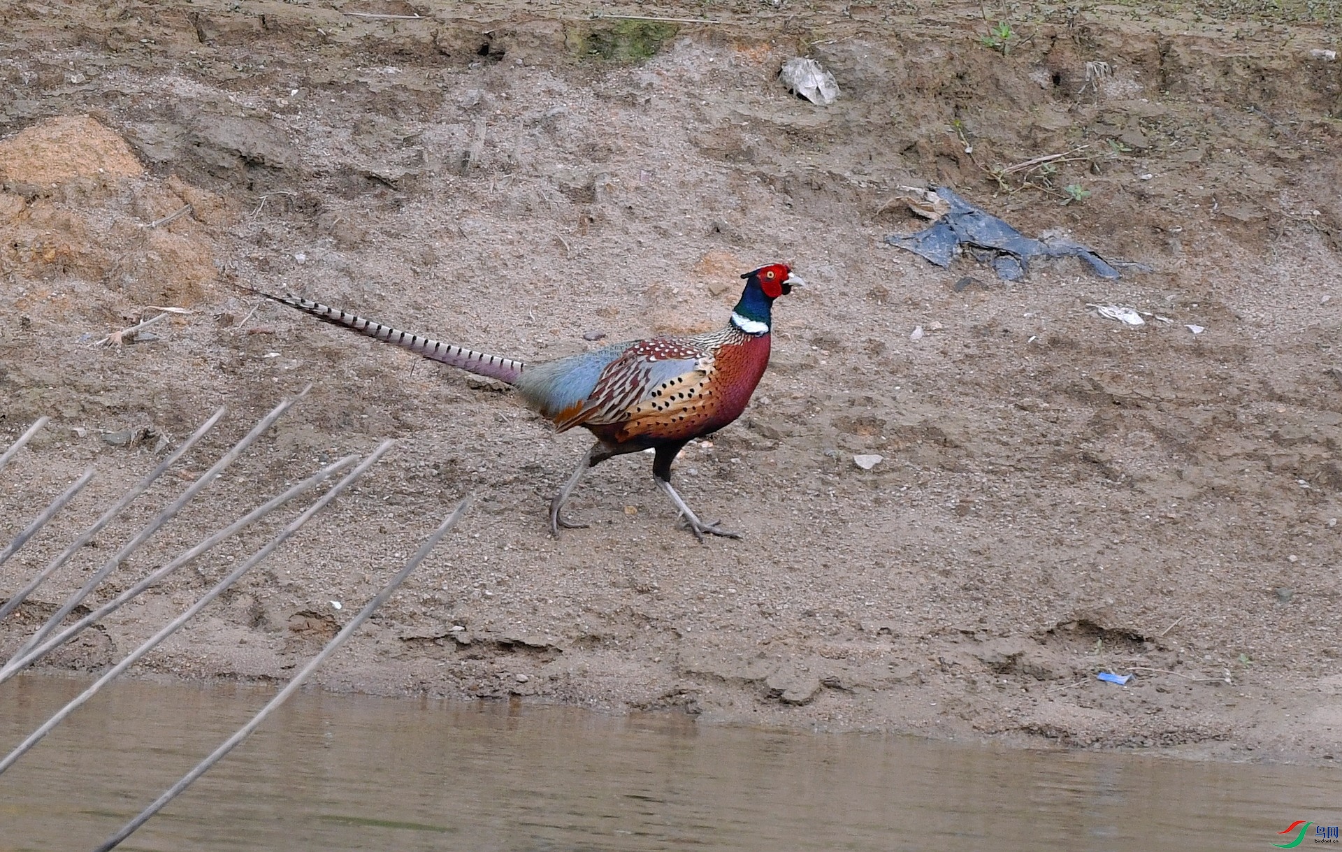 DSC_9235.jpg