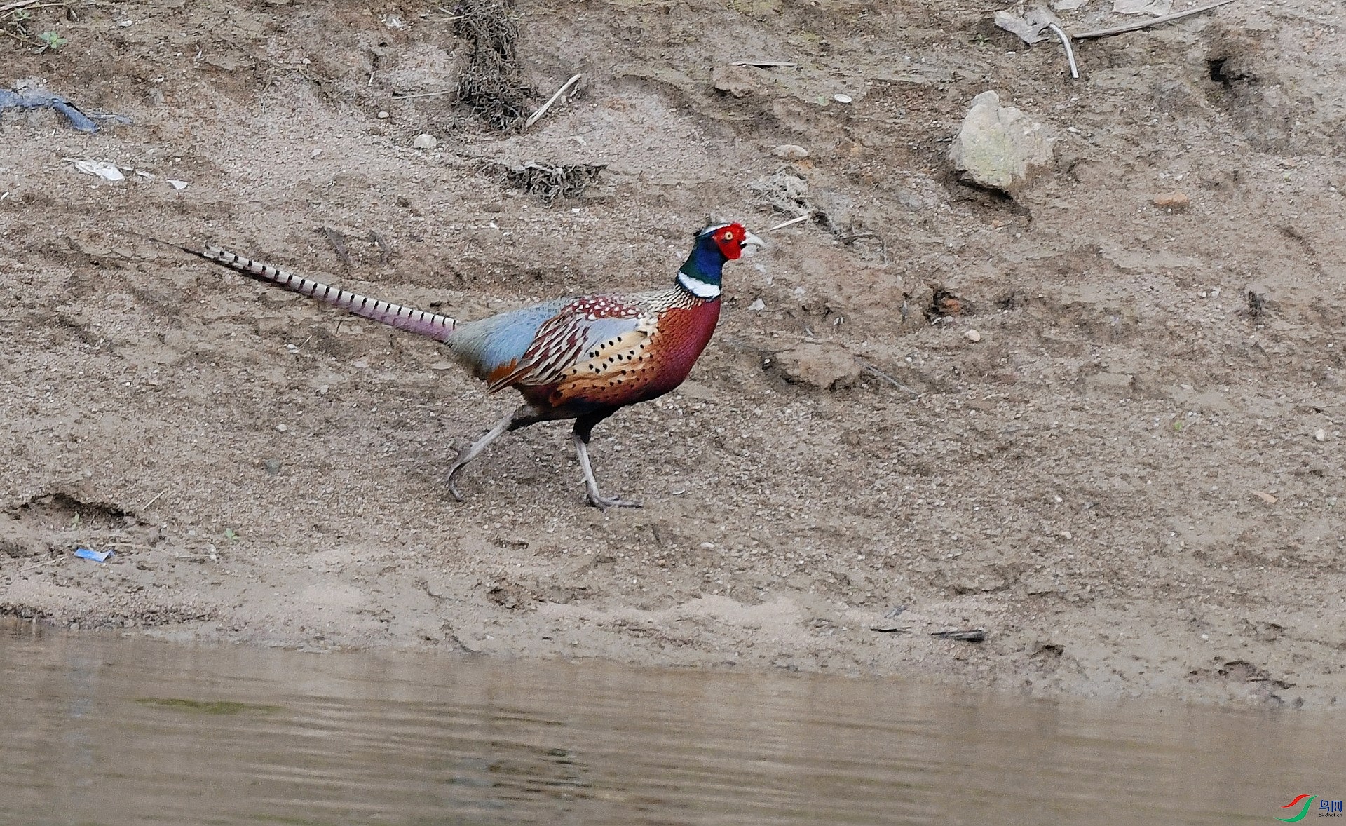 DSC_9241.jpg