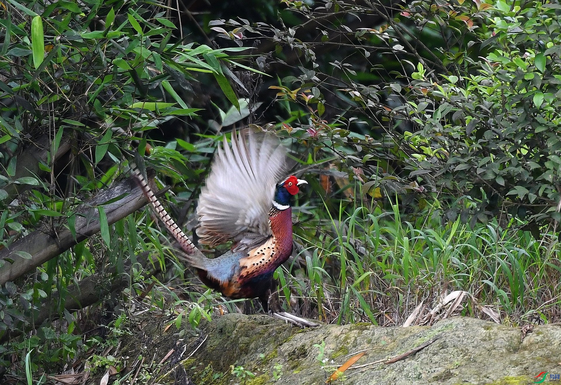 DSC_9315.jpg
