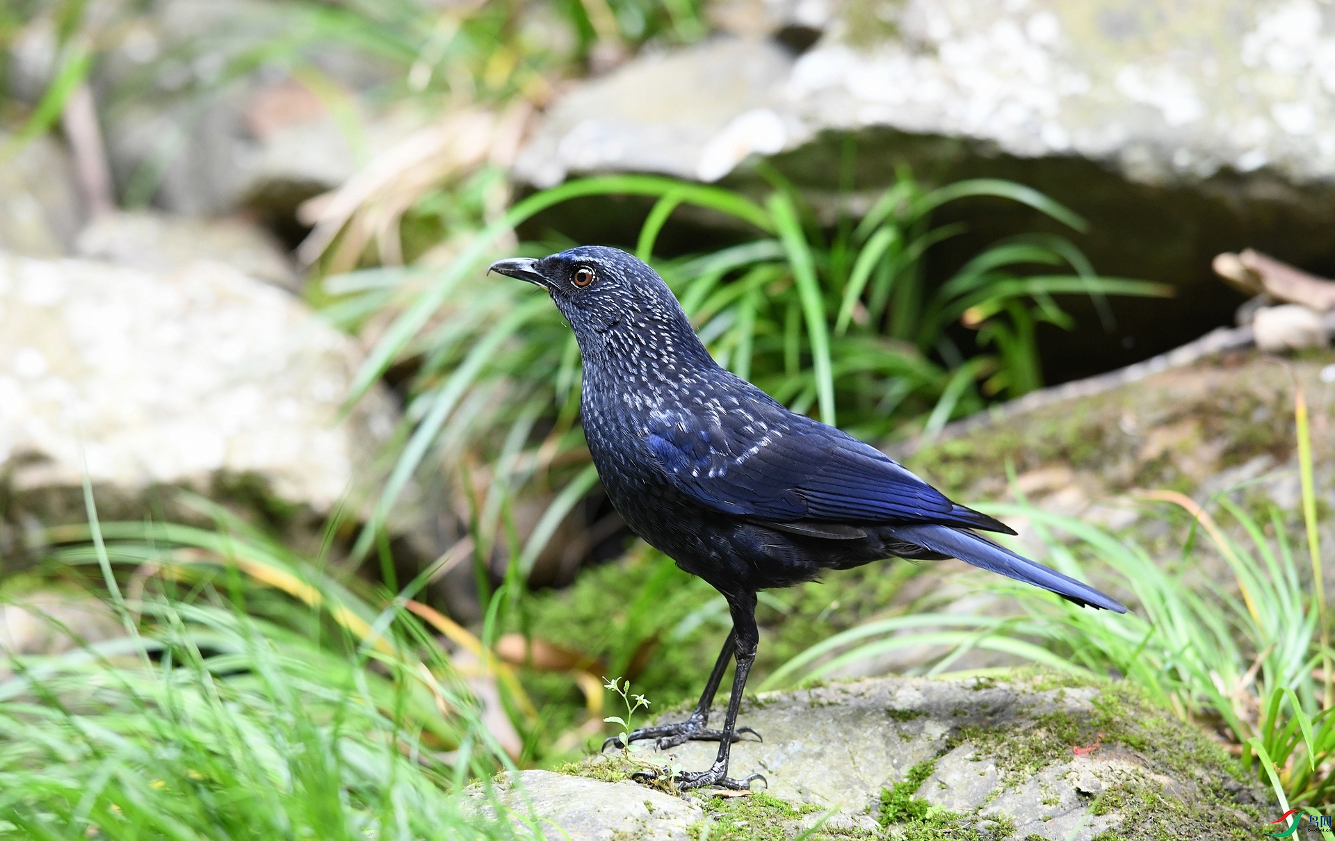 DSC_5729.jpg