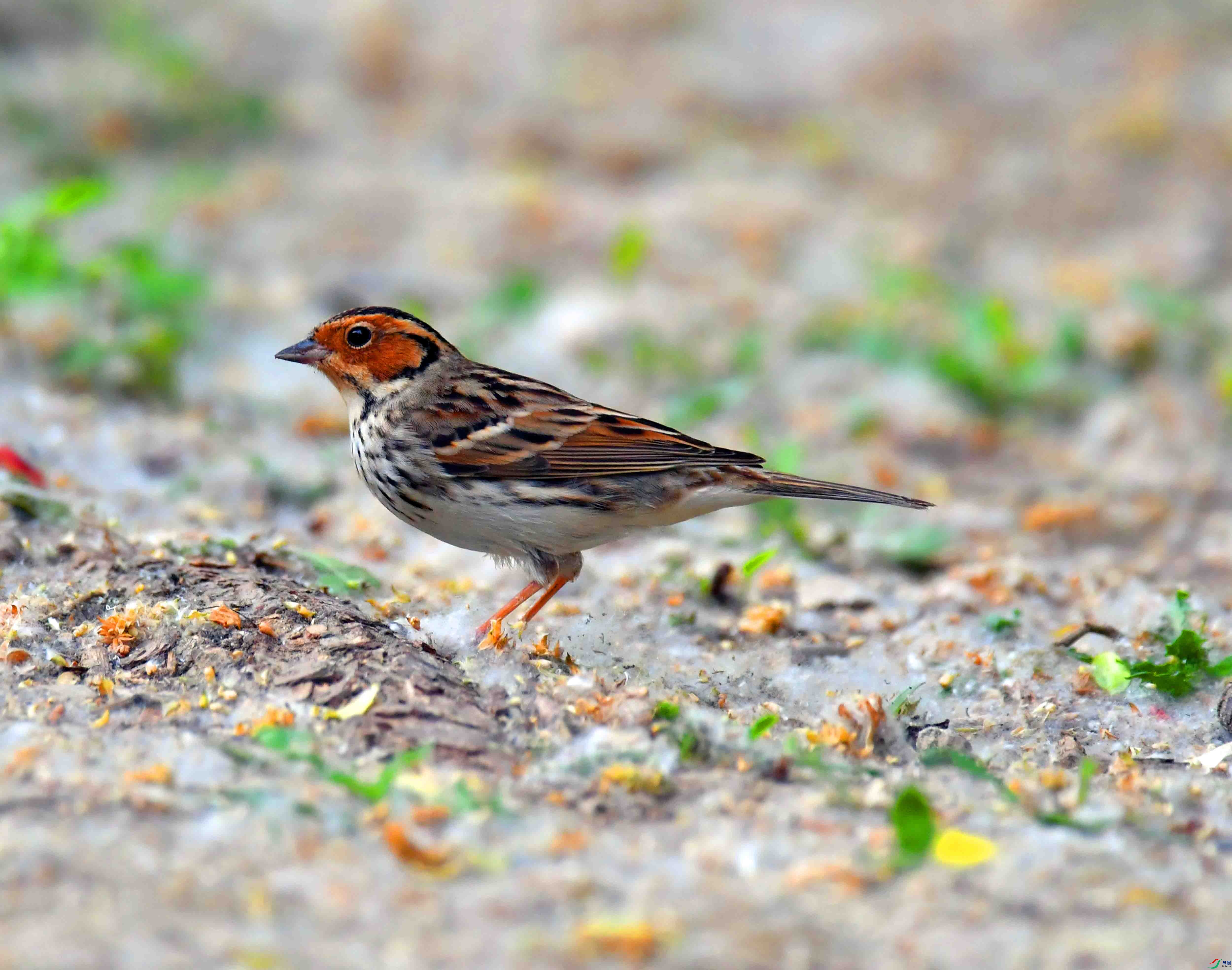 DSC_0097.JPG