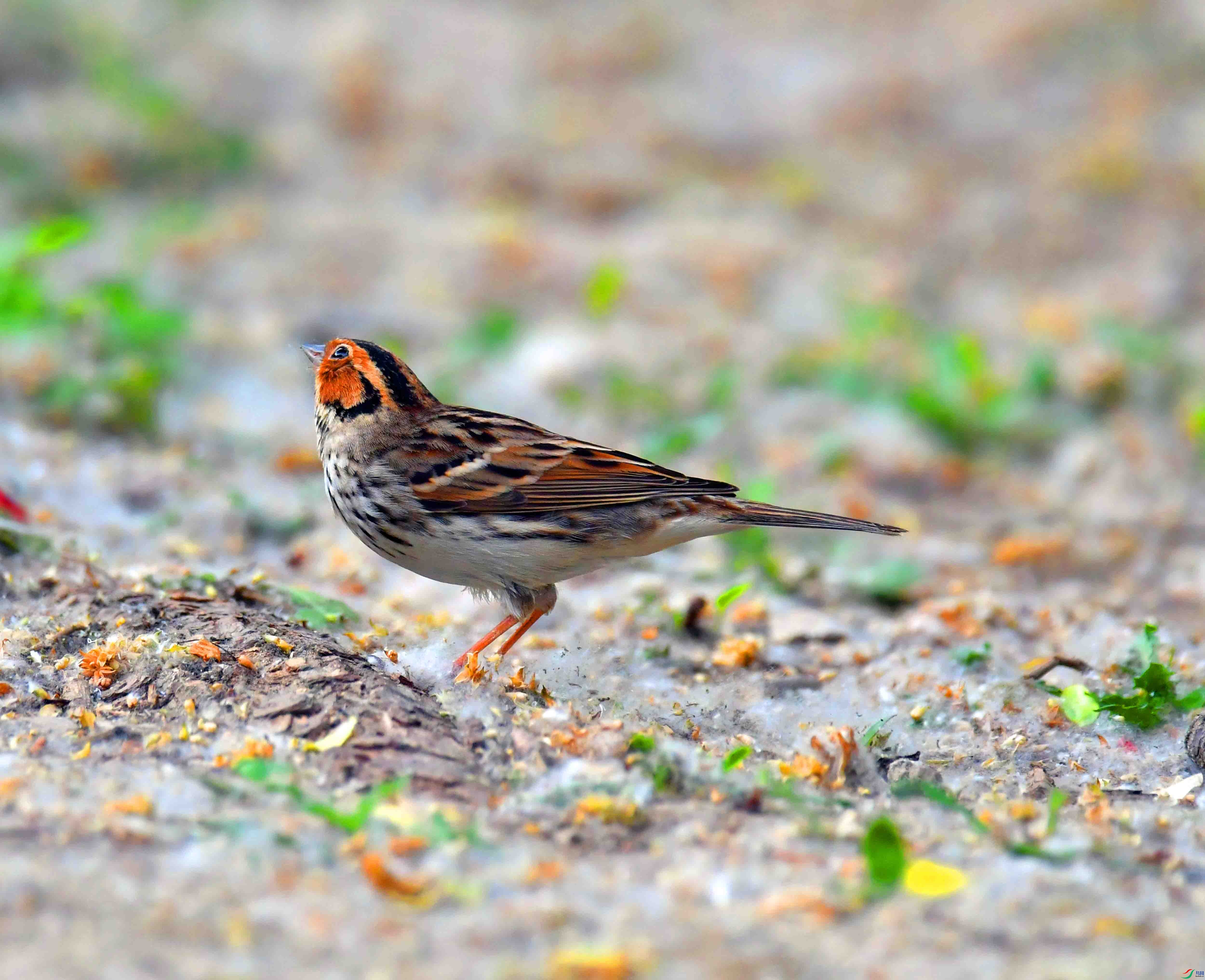 DSC_0096.JPG