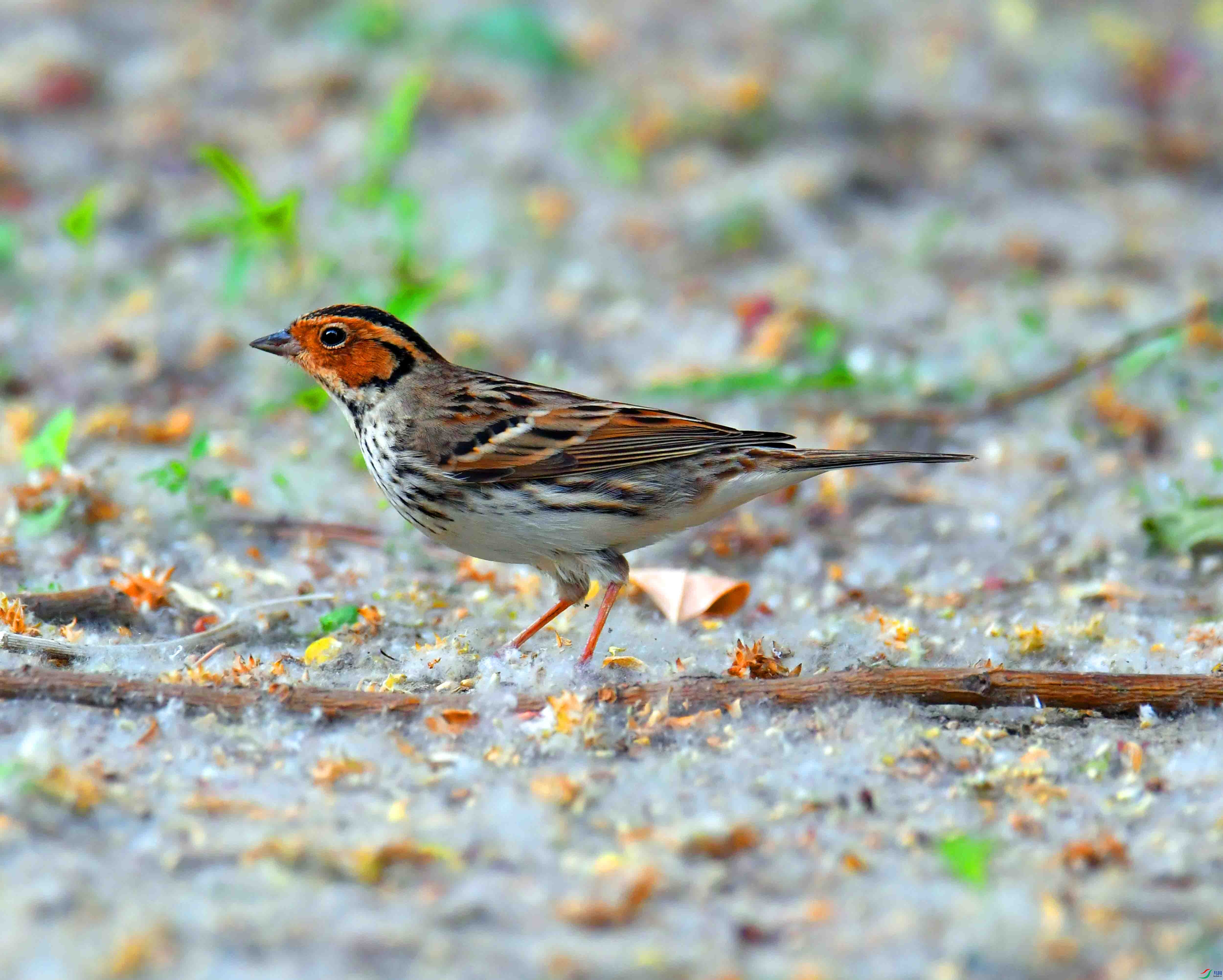 DSC_0094.JPG