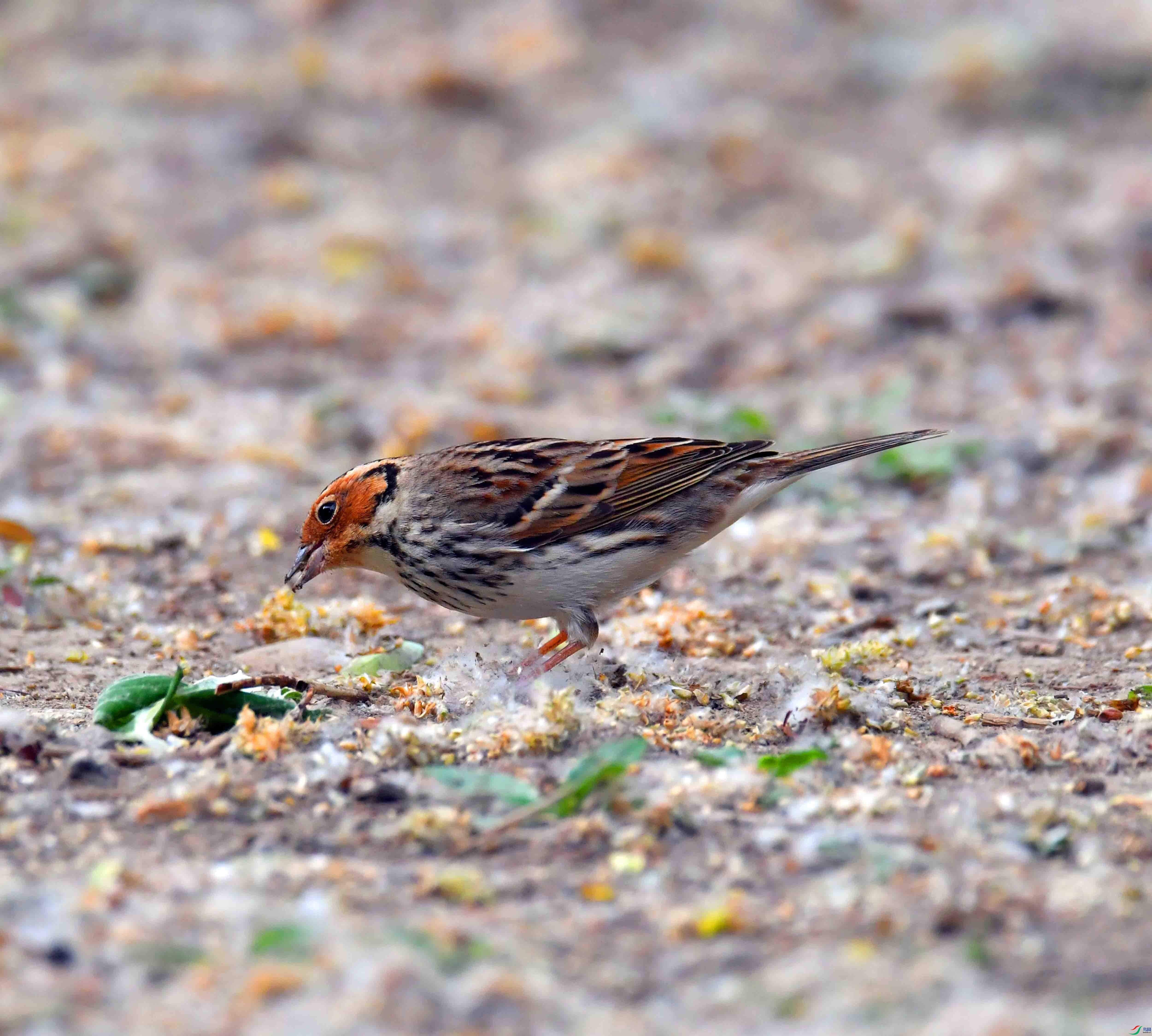 DSC_0124.JPG