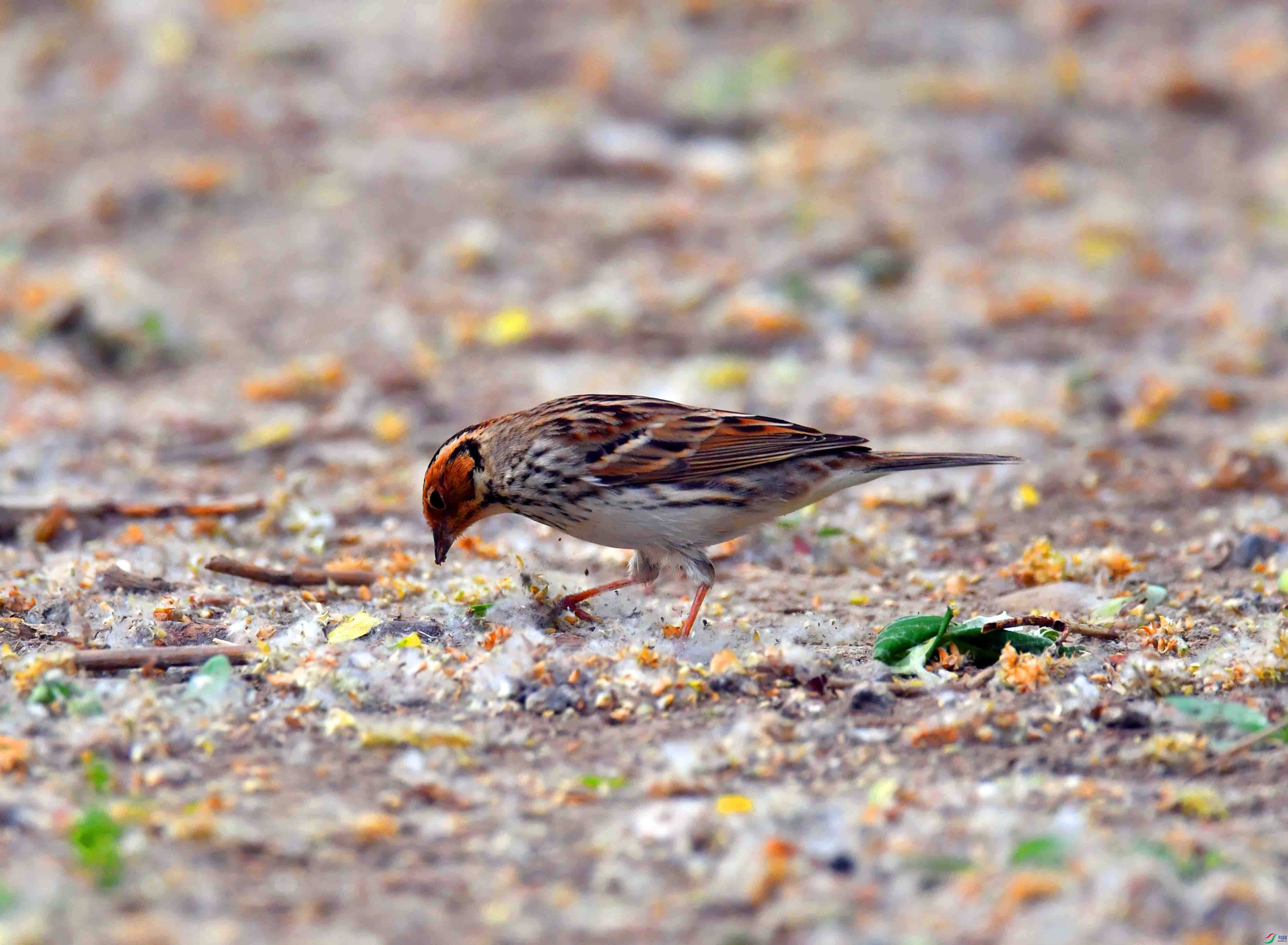DSC_0135.JPG