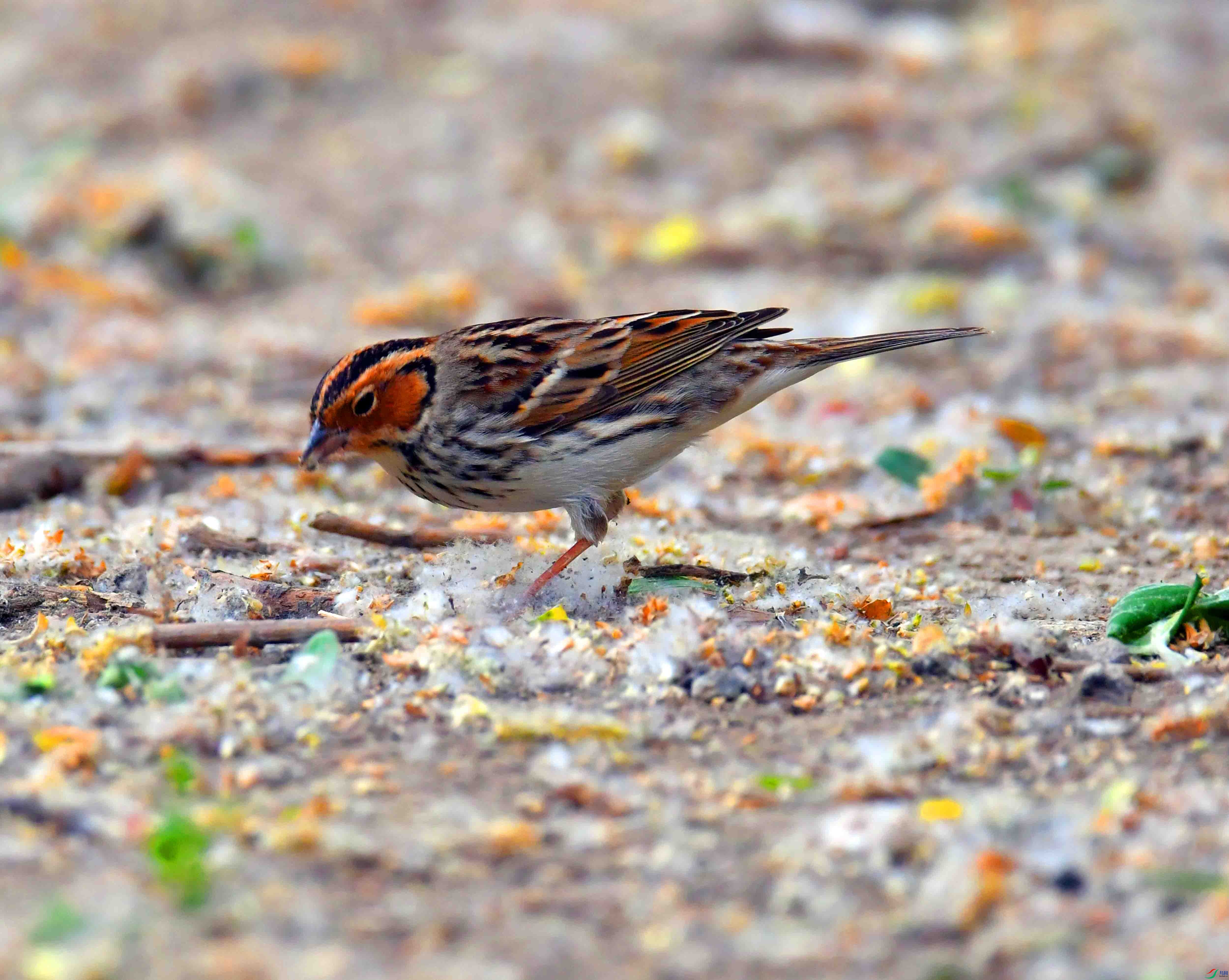 DSC_0137.JPG