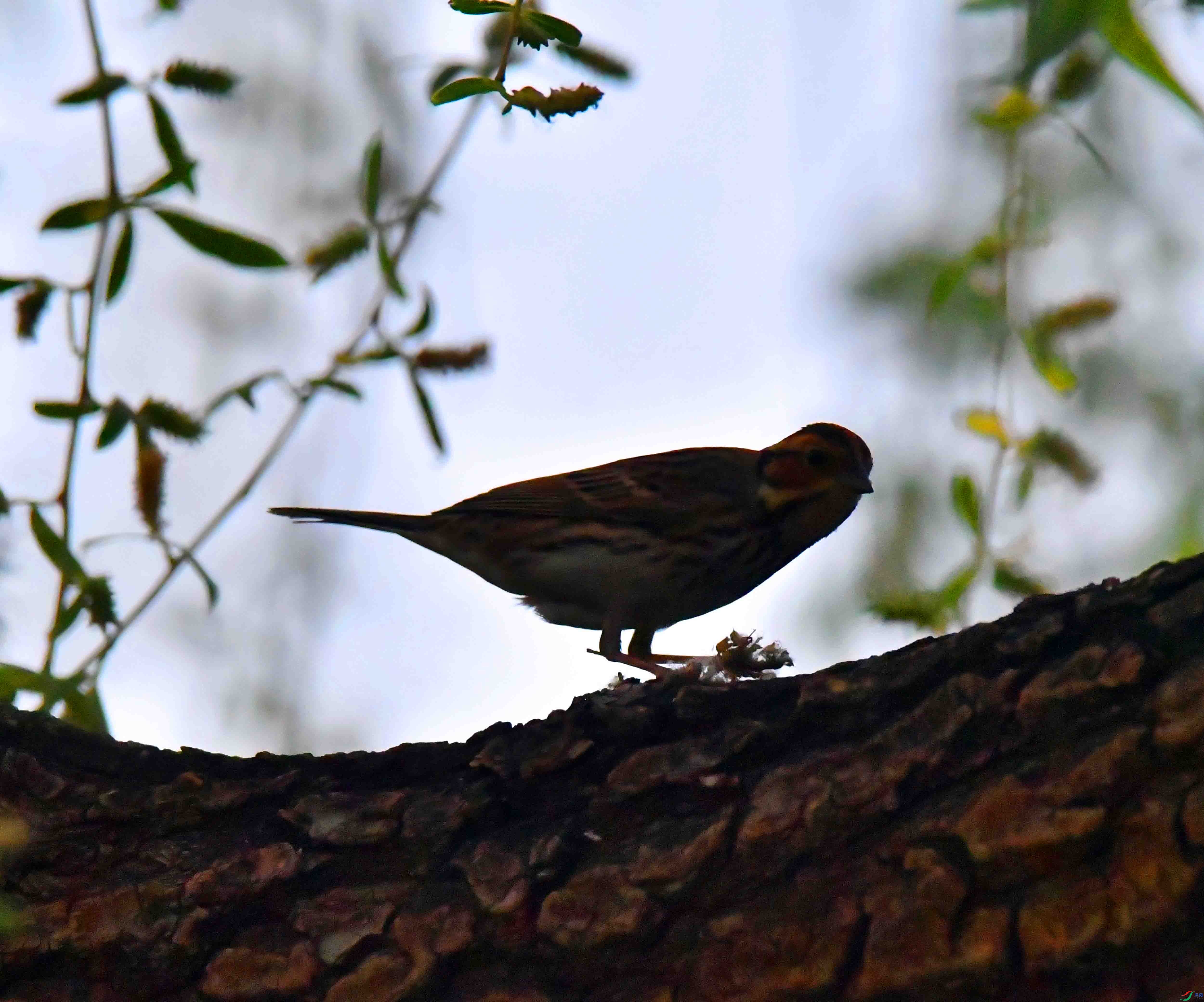 DSC_1579.JPG