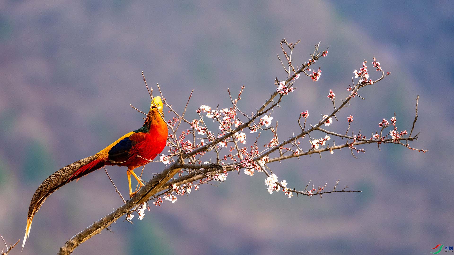 �츹����
