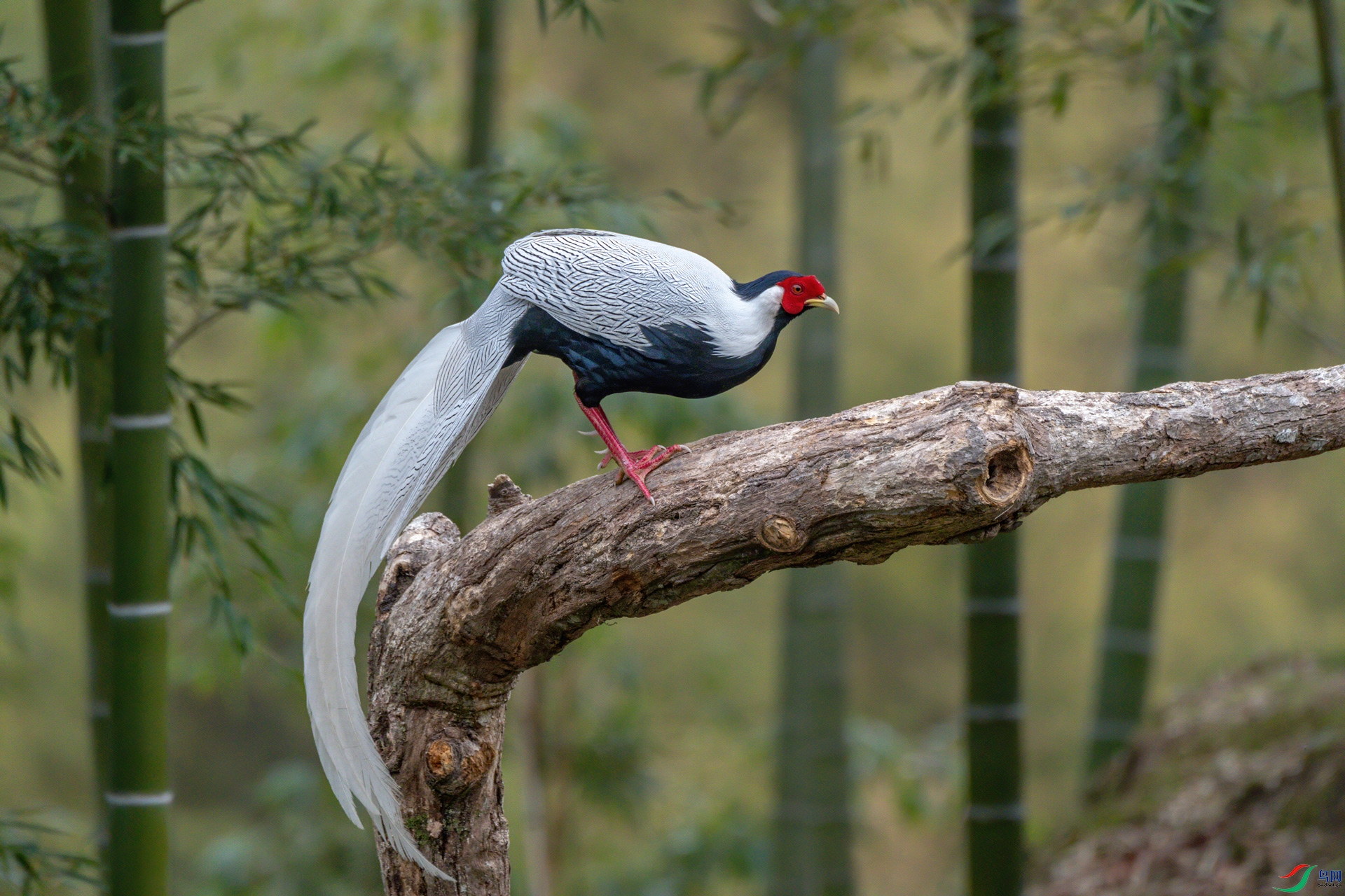 DSC_3319-1.jpg