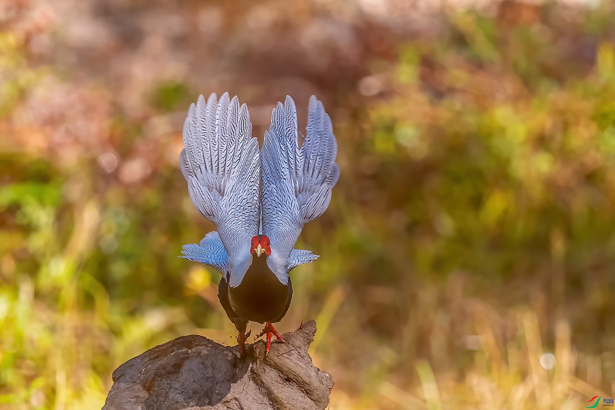 DSC_4564-1.jpg