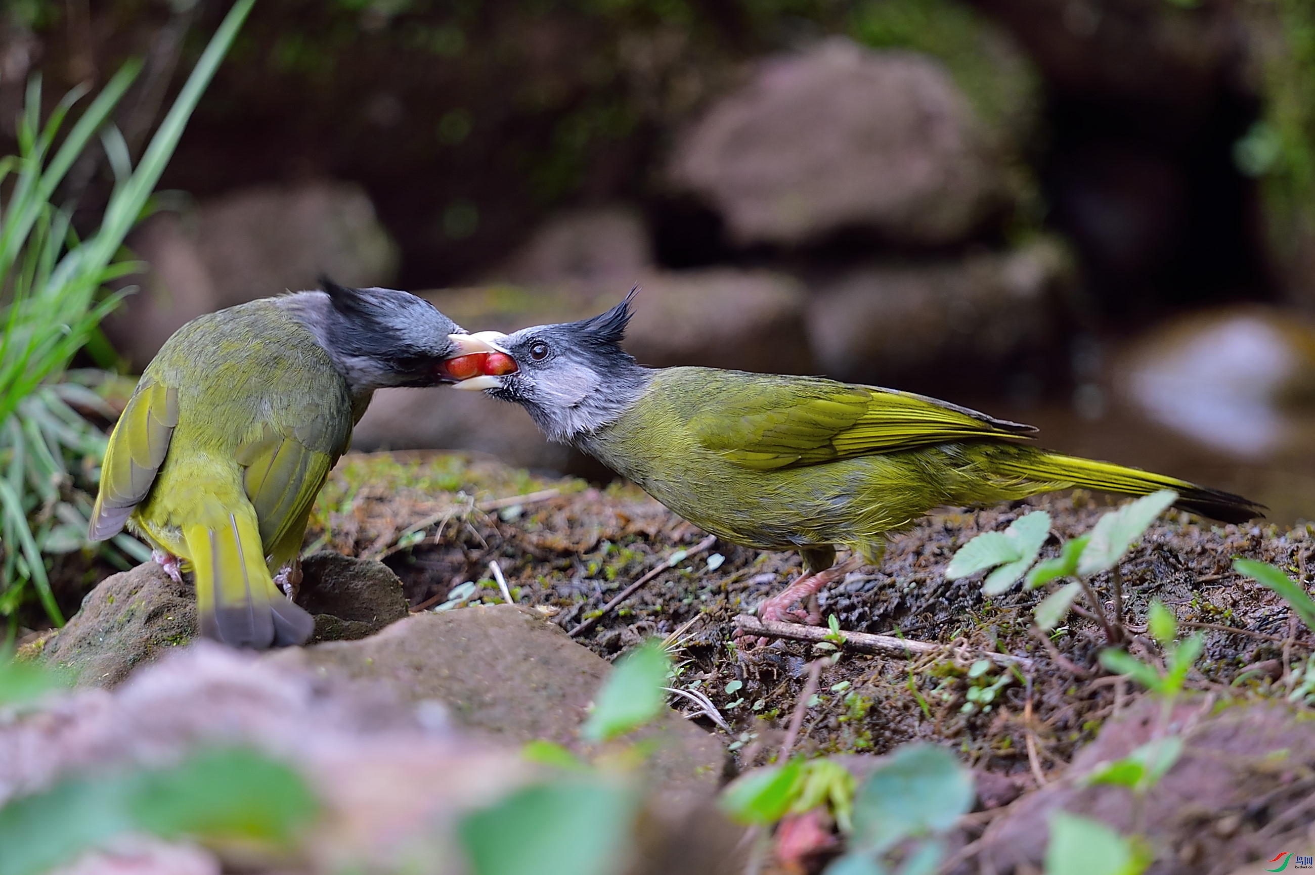 DSC_3668.JPG